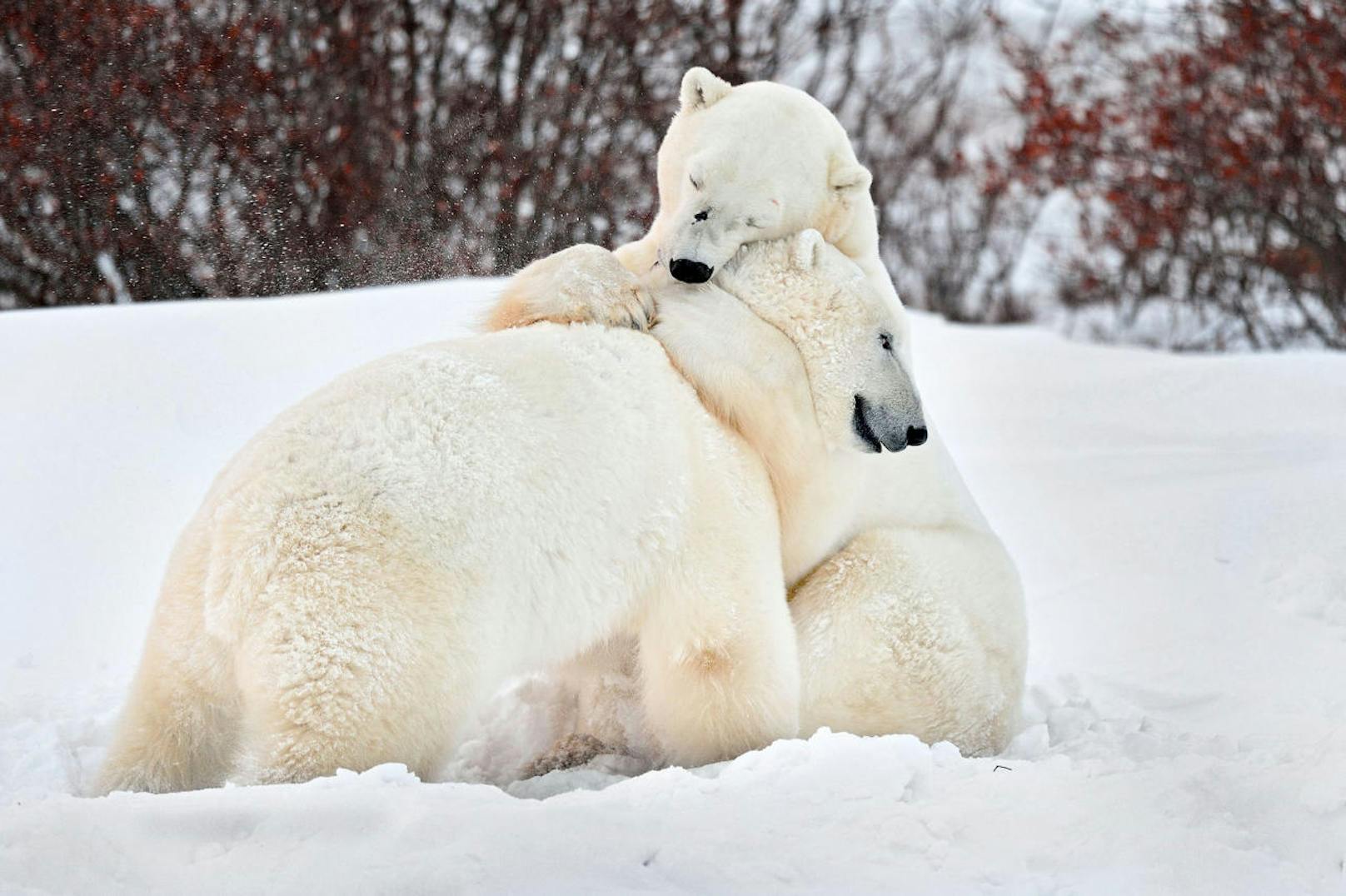 <b>Kuscheln statt kämpfen!</b> Zwei Eisbären zeigen ihre weiche Seite. Während dem Spielen im Schnee nehmen sie sich Zeit für eine Umarmung.