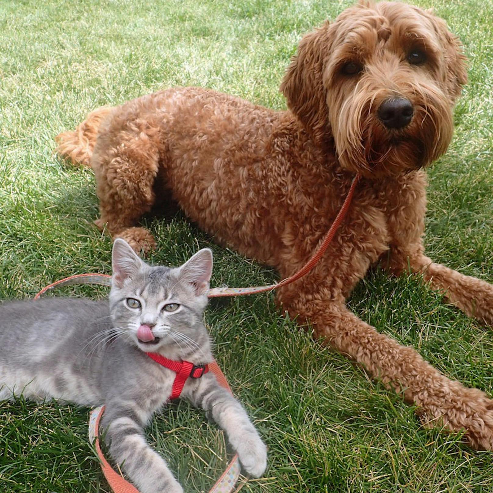 <b>Hund und Katze - ziemlich beste Freunde!</b> Koda, das Kätzchen, und Jessie, der Lapradoodle, lieben es, zusammen abzuhängen. Spotted in Kanada.