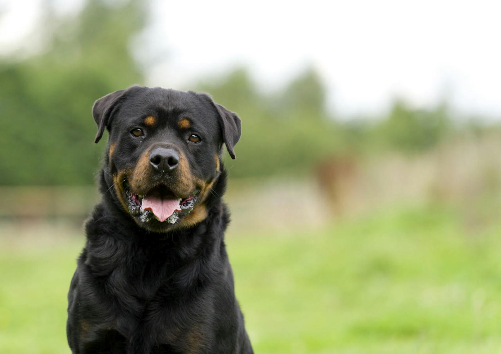 Wenig später konnte der Rottweiler dann mit einem Beruhigungsmittel aus einem Betäubungsgewehr "ruhig gestellt" und eingefangen werden.