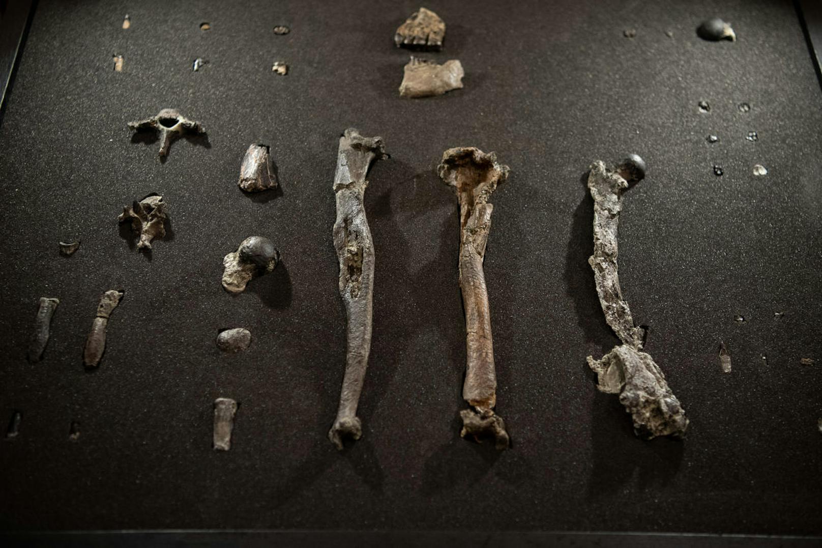 Aus der Tongrube bargen die Paläontologen vollständig erhaltene Arm- und Beinknochen, Wirbel, Finger- und Zehenknochen