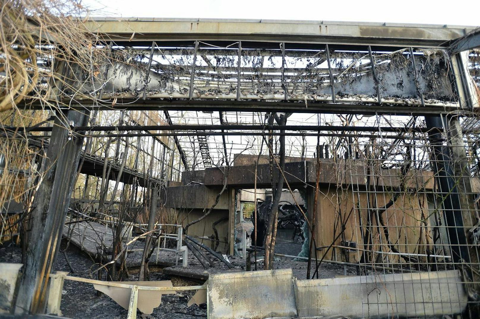 Im Krefelder Zoo brach in der Silvesternacht ein Feuer aus. Sämtliche Affen sind ums Leben gekommen.