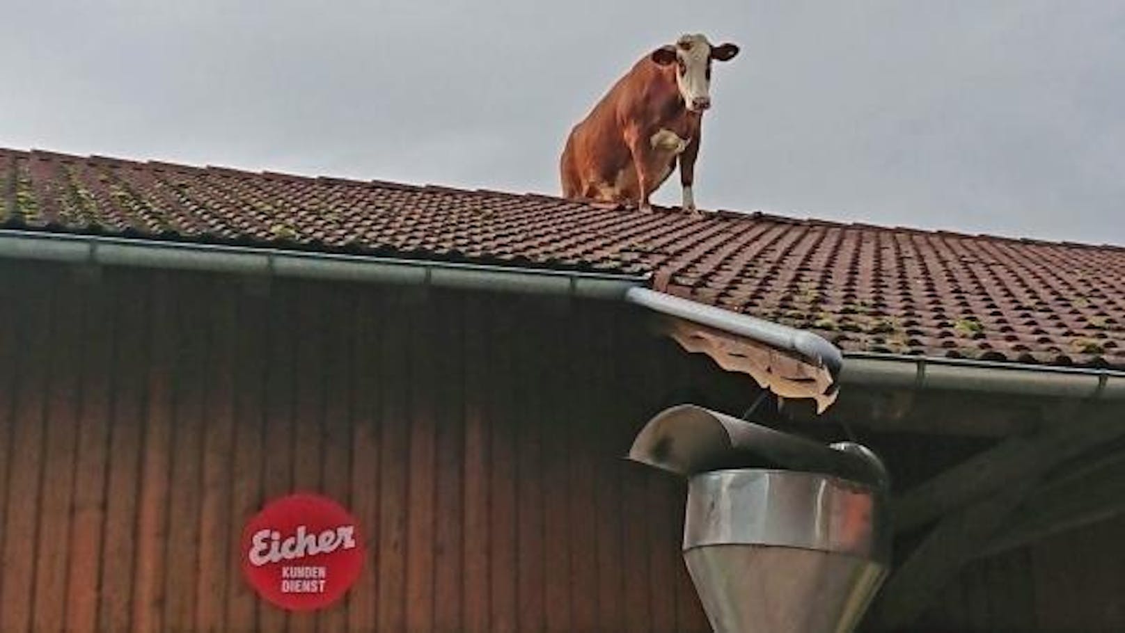 Irene wollte die Welt von oben sehen und stieg aufs Bauernhaus-Dach.