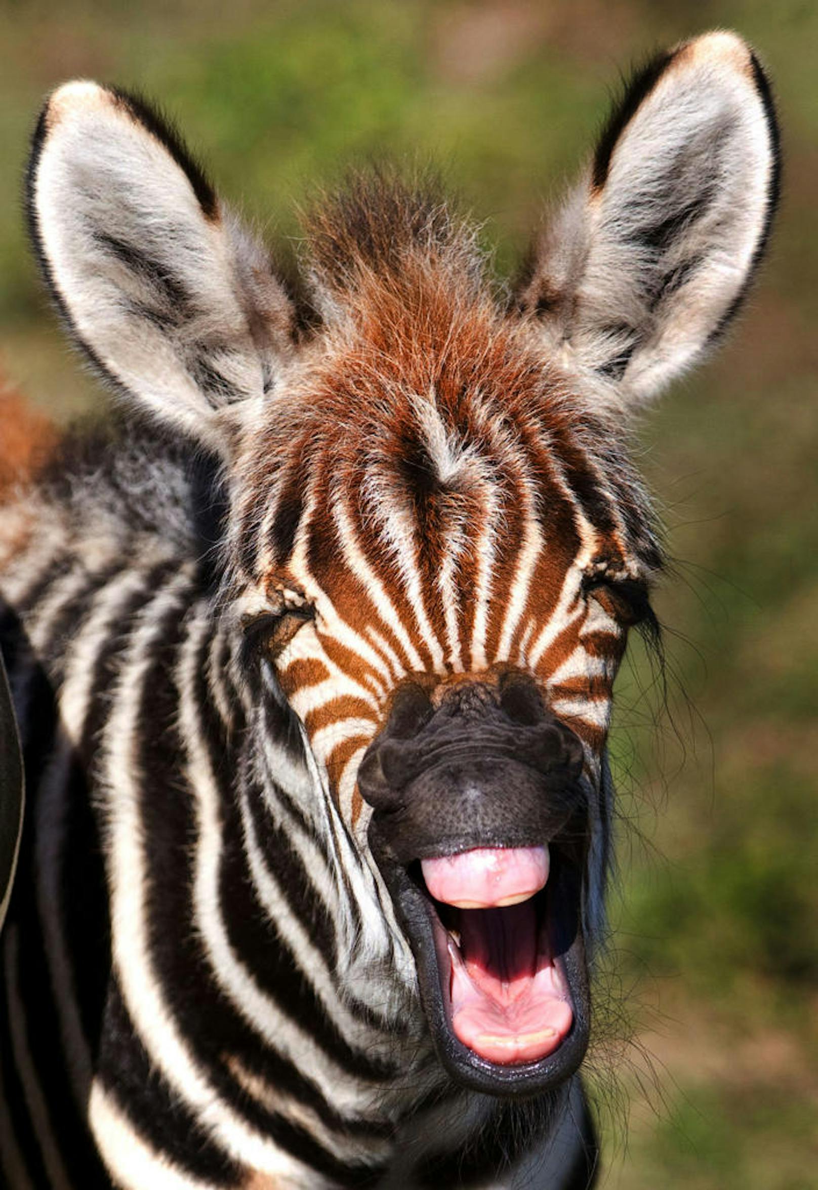 <b>Tierisch lustig!</b> Dieses junge Zebra scheint sich köstlich zu amüsieren.