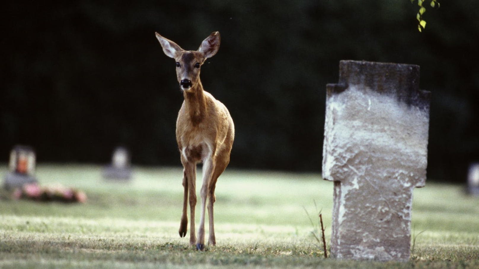 Reh auf dem Kriegerfriedhof am Wiener Zentralfriedhof.