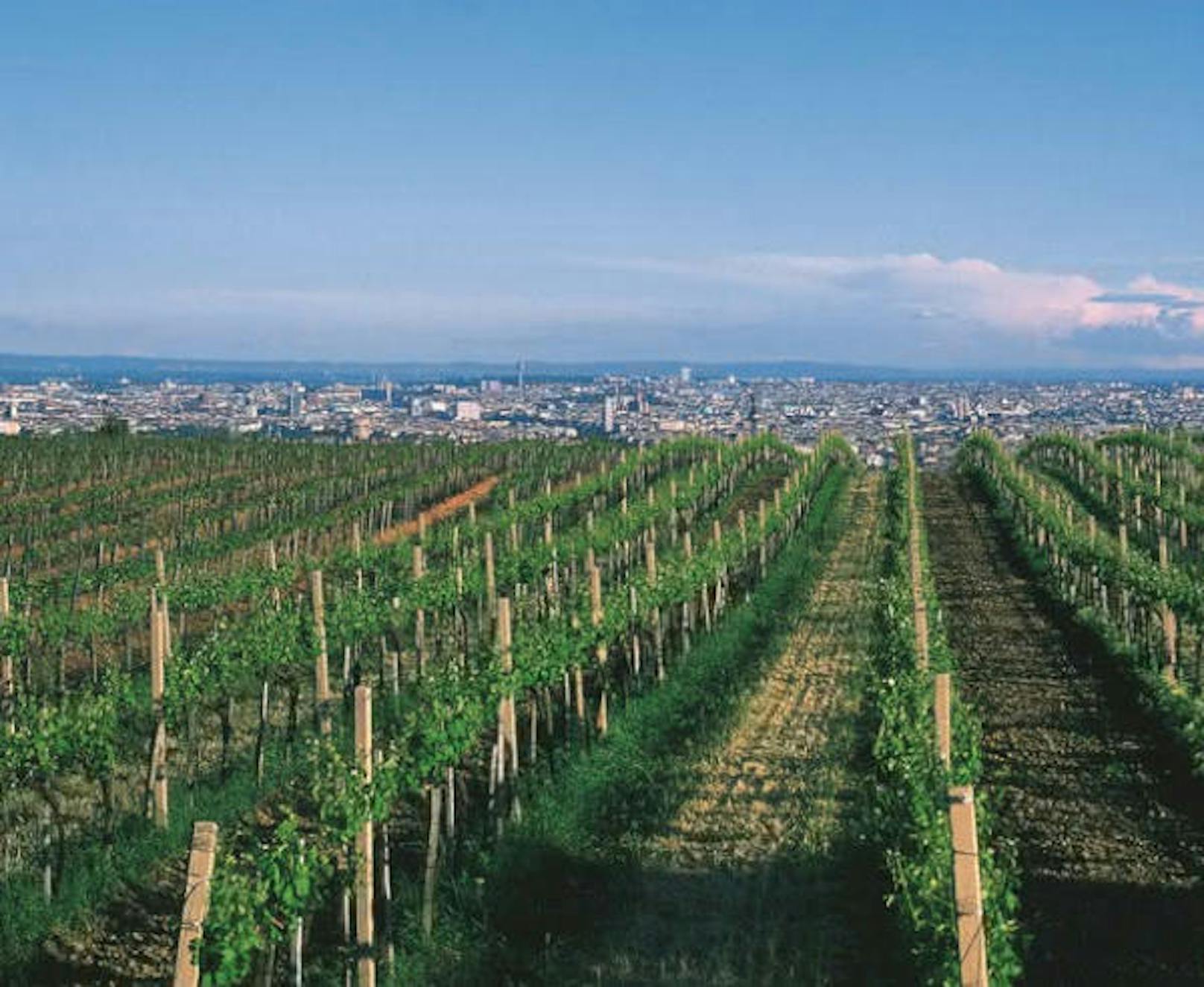 Jedes Jahr im Herbst findet der Wiener Weinwandertag statt. Auf drei Routen mit einer Wegstrecke von insgesamt 25 Kilometern kann die Weinlandschaft erwandert werden.
