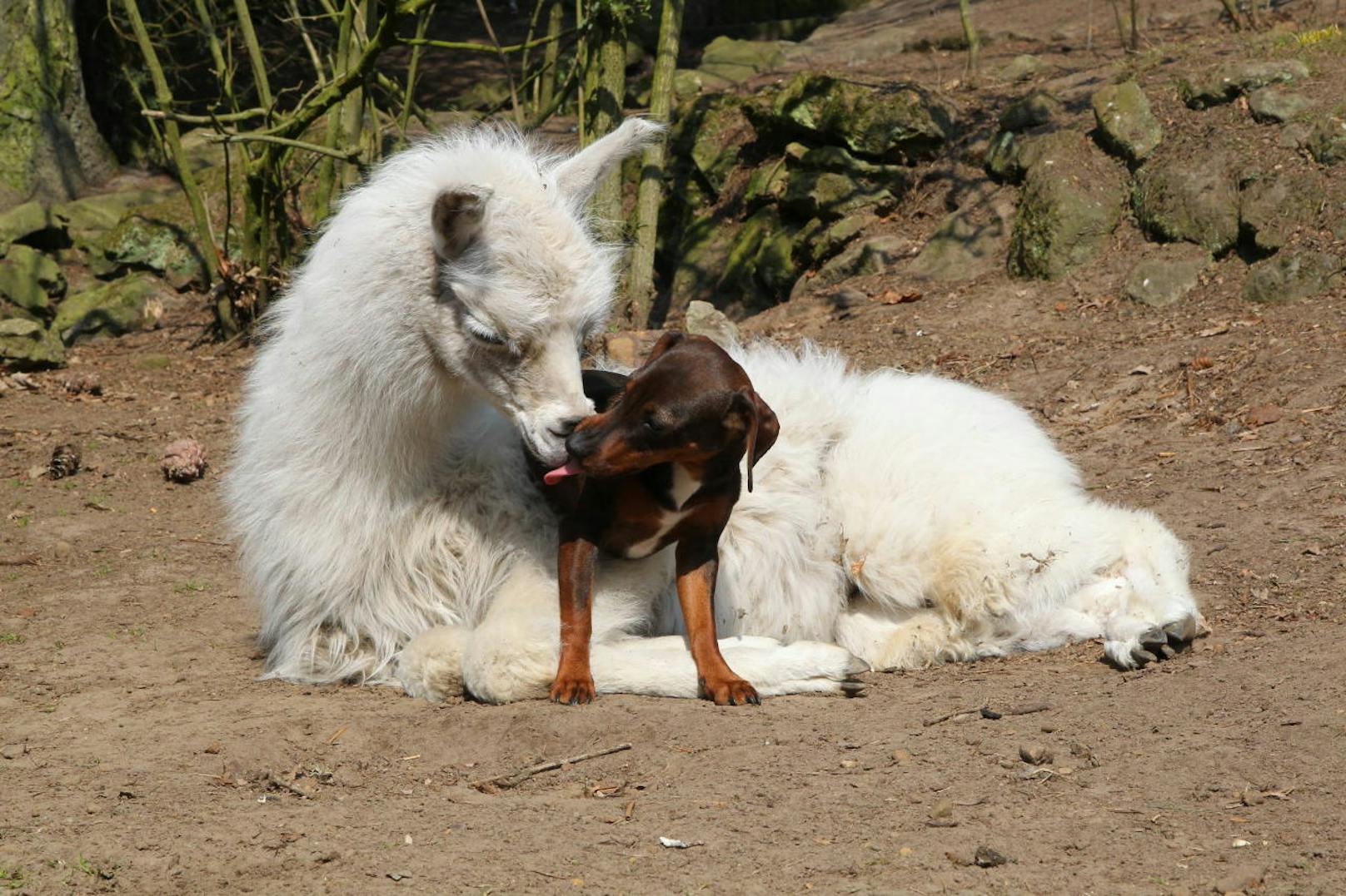 <b>Lama liebt Hund. Hund liebt Lama.</b> Dackelmix Ellie mit ihrem Lama-Freund Flokati.(Niedersachsen, Deutschland)