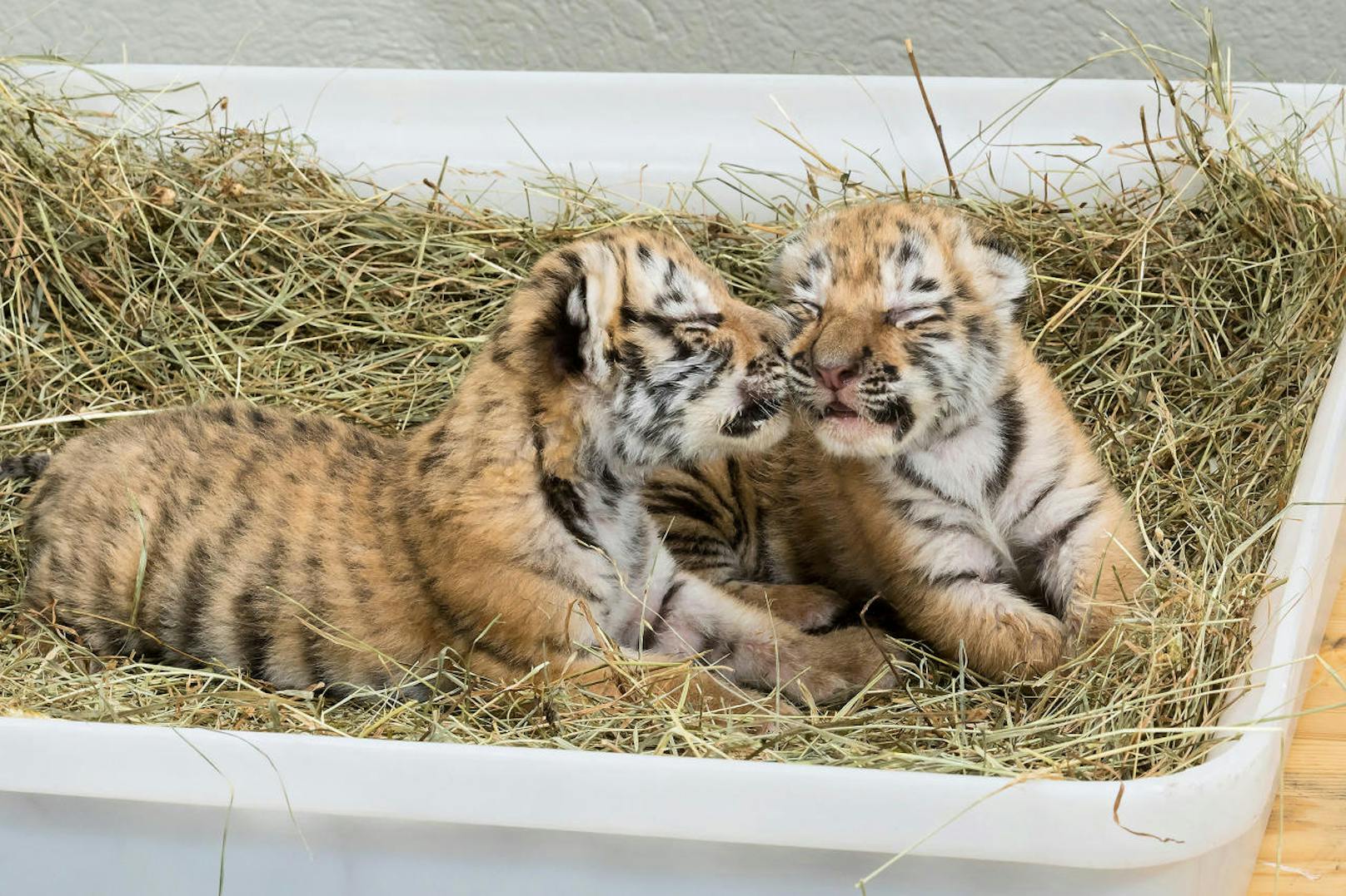 "Oáza sibírskeho tigra", die Oase des Sibirischen Tigers. So nennt sich jene slowakische Tigerfarm, aus der die beiden Jungtiere "Sangha" und "Kumal" nach Hainburg (NÖ) gebracht wurden, um in einer Badewanne aufgezogen zu werden.