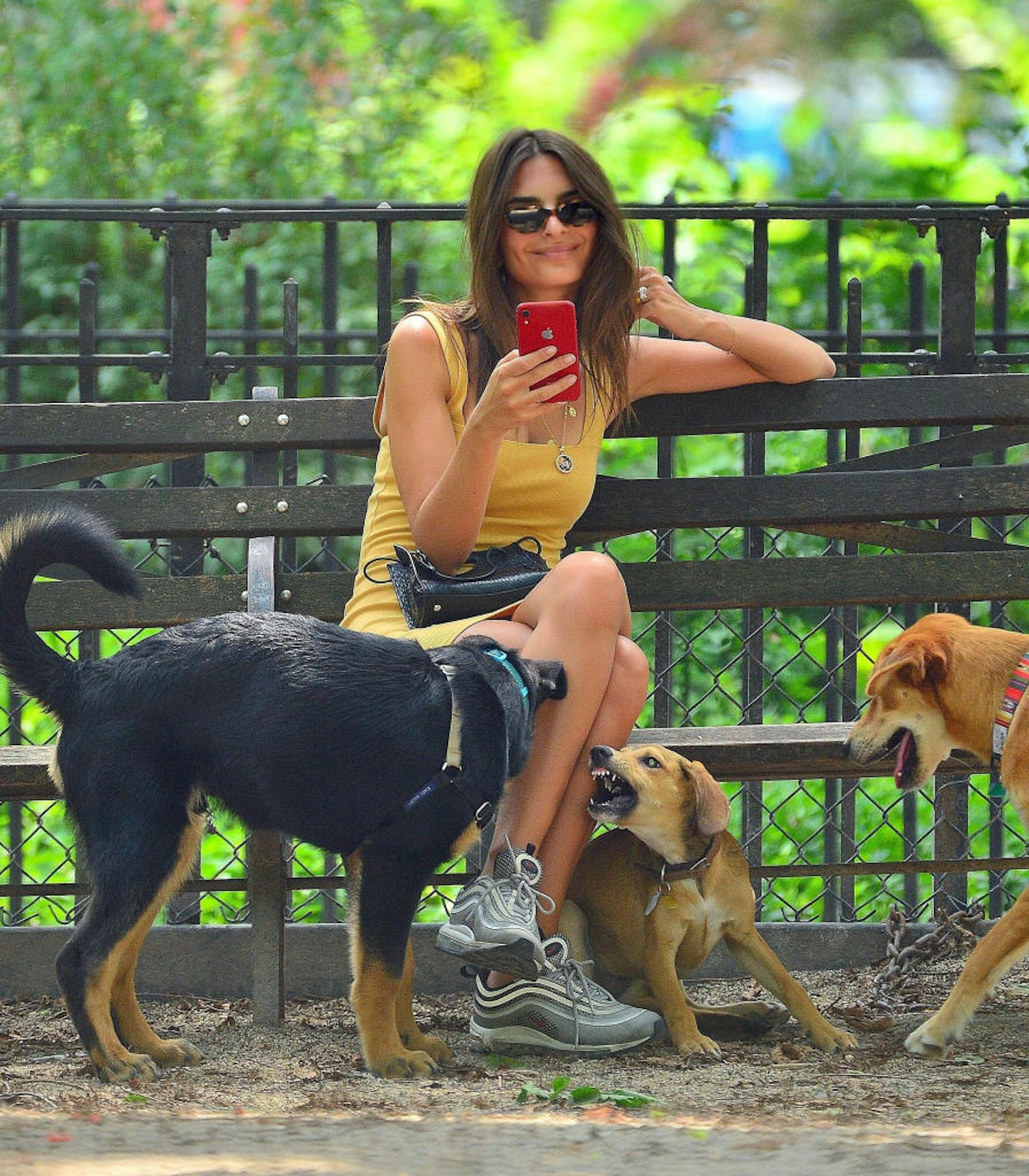 5.8.2019: Während Model Emily Ratajkowski brav in die Kamera lächelt, wird ihr Hund (links) von einem anderen zähnefletschenden Vierbeiner provoziert. Hoffentlich ist ihrem Wautzi nichts passiert!