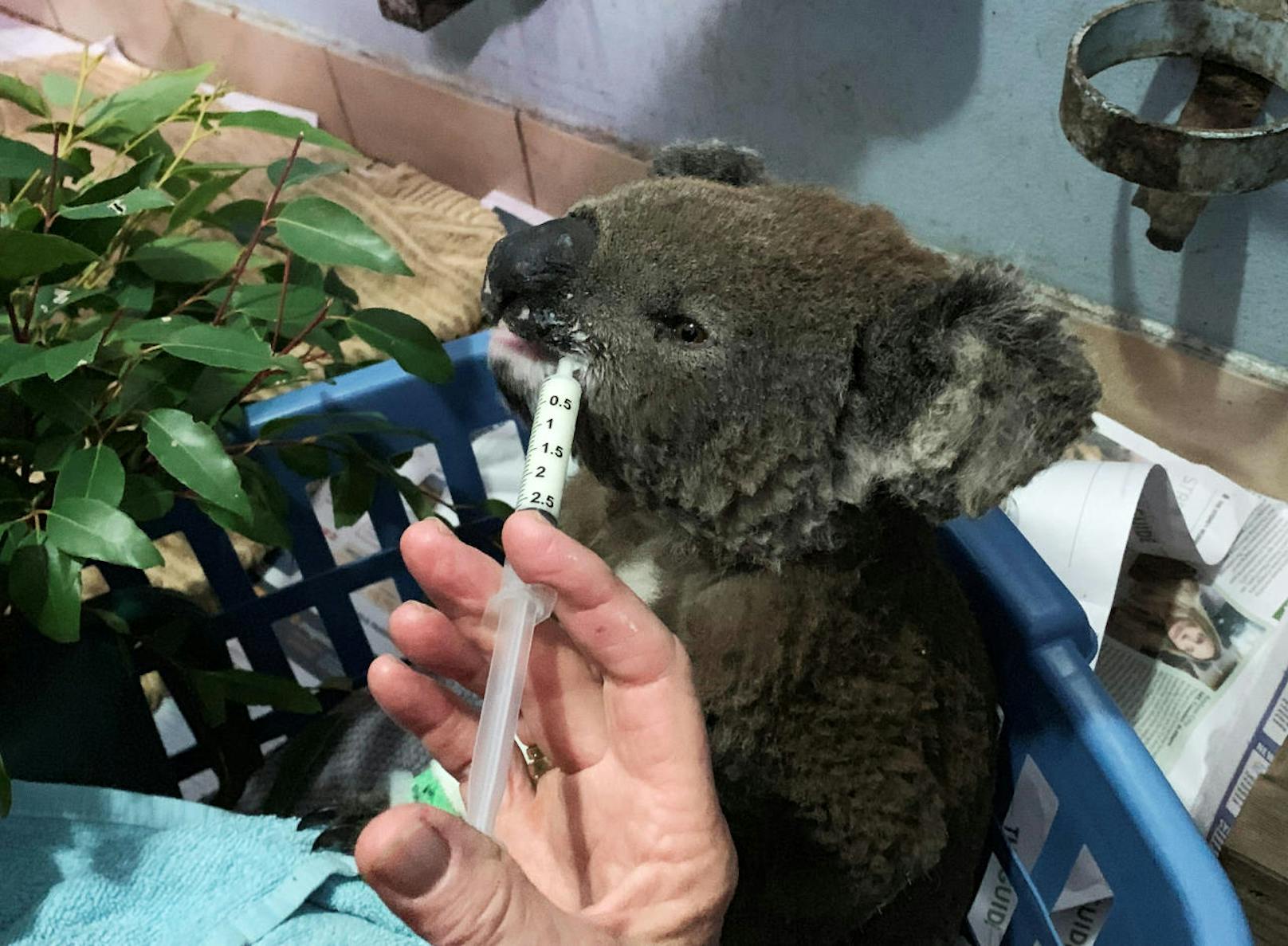 Auch die Tierwelt ist vom Inferno betroffen. Tierschützer gehen derzeit davon aus, dass im Reservat Lake Inn an der Küste von New South Wales mindestens die Hälfte der 500 bis 600 dort lebenden Koalas verbrannt sei.