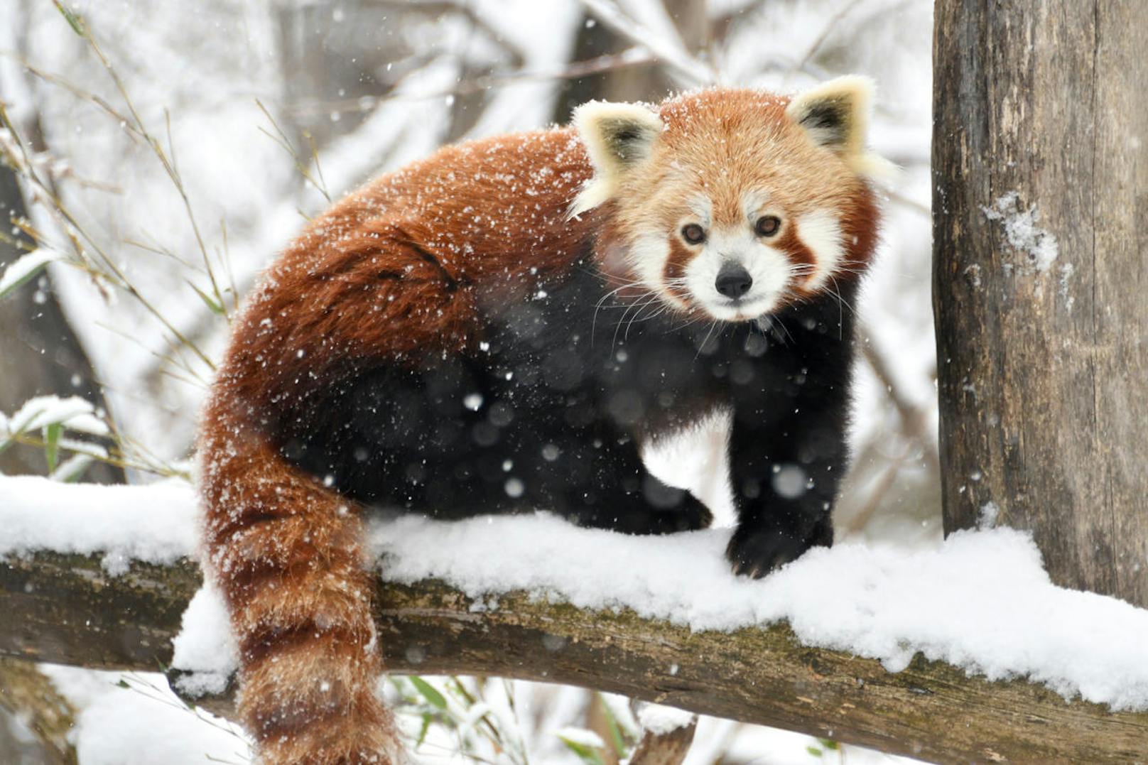Etwas gemütlicher geht es dieser Roter Panda an, durch das Fell auf der Unterseite der Pfoten bekommt er auch beim Herumklettern keine kalten Füße. (c) Josef Gelernter