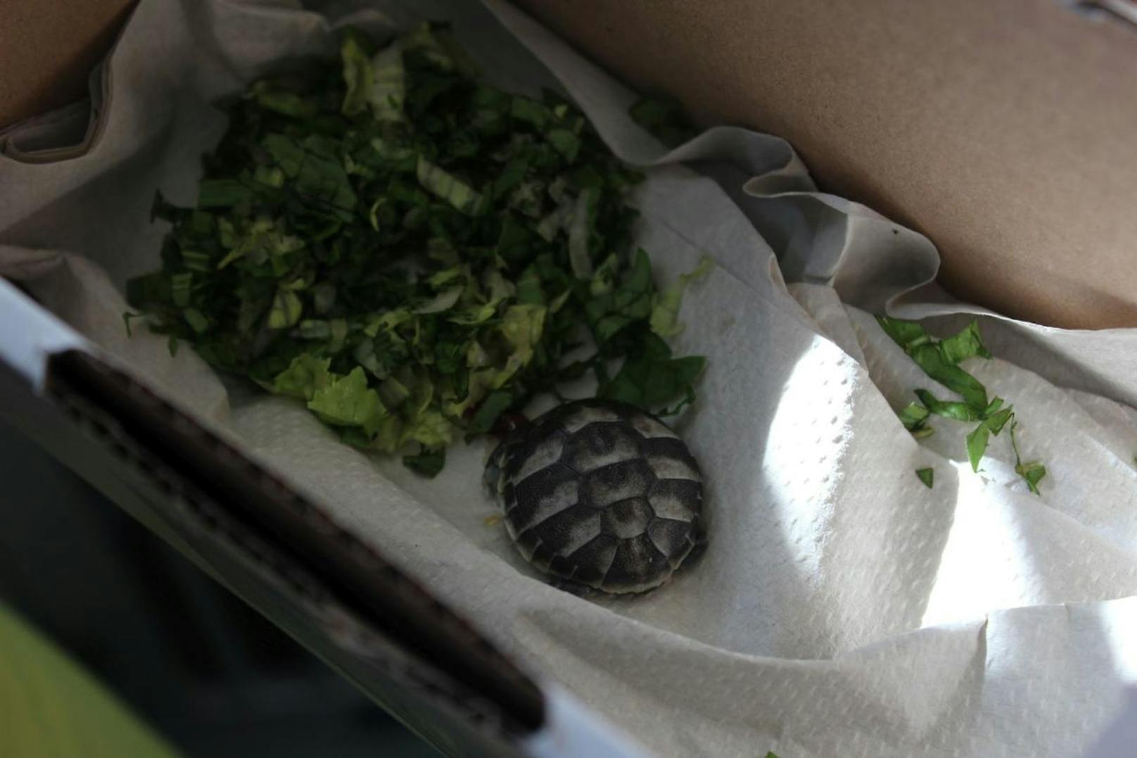 Das Schildkröten-Baby ist nun sicher und gut versorgt im Wiener Tierschutzverein.