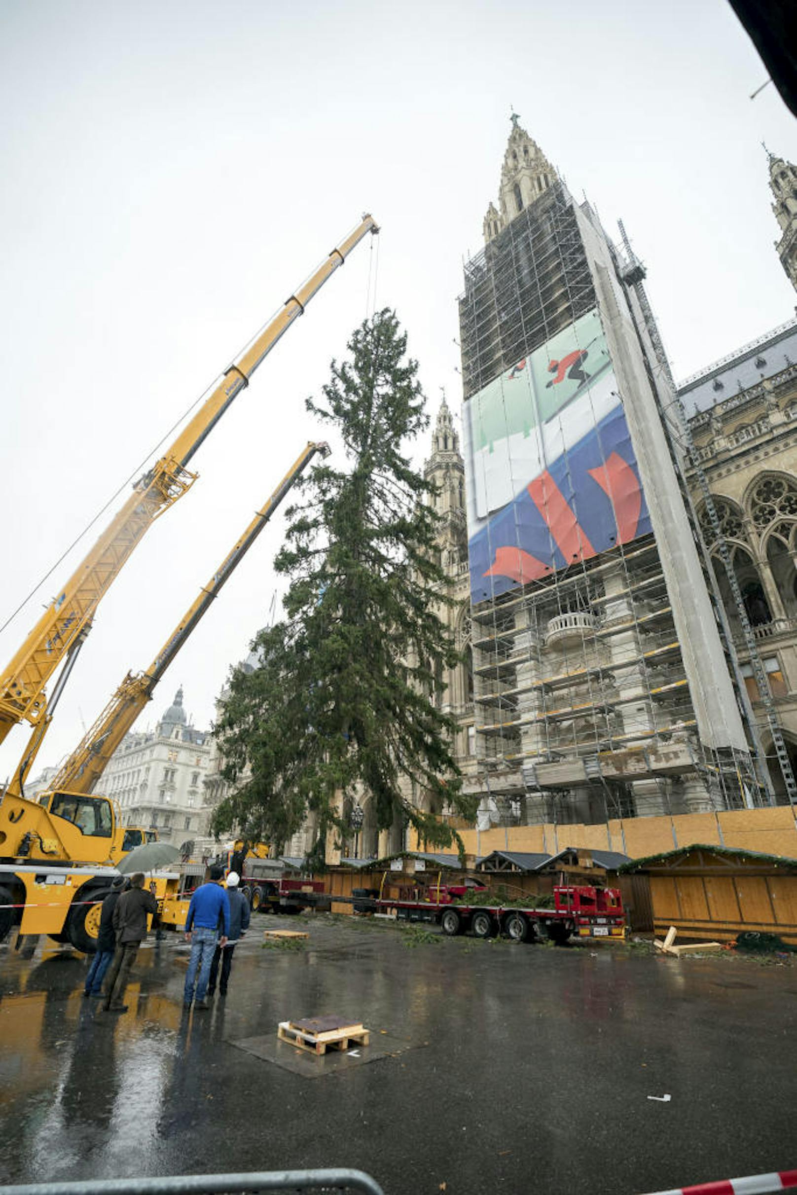 Der Christbaum wurde am Dienstagvormittag am Wiener Rathausplatz aufgestellt. 