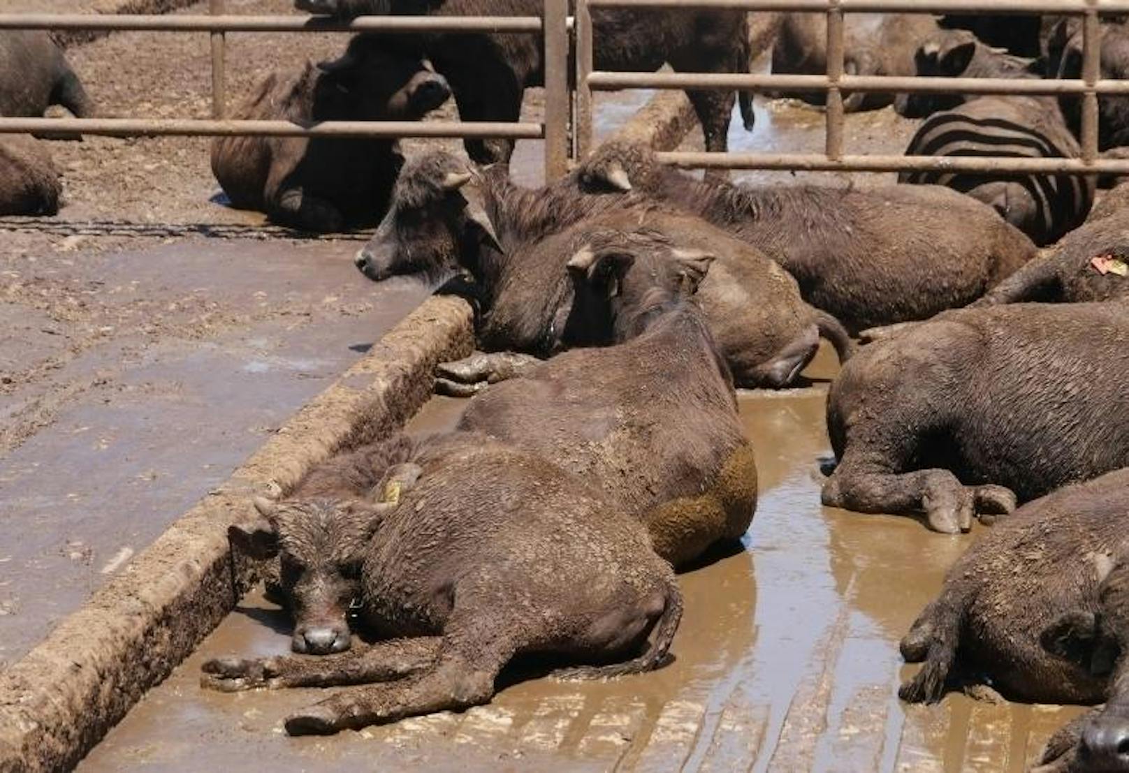 Die Tierschutzorganisation "Vier Pfoten" macht abermals auf die verheerenden Tierschutzmängel auf vielen Büffelfarmen in Italien aufmerksam
