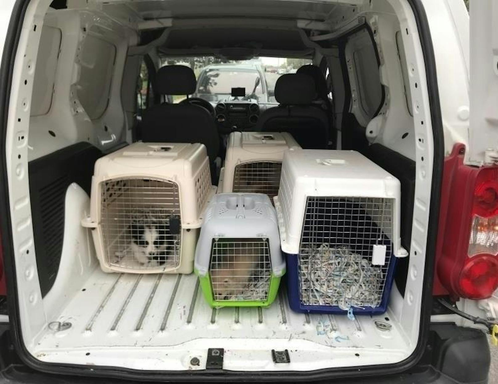 Die Polizei stoppte einen Kleintransporter und fand darin mehrere Hunde, die in Wien illegal verkauft werden sollte.