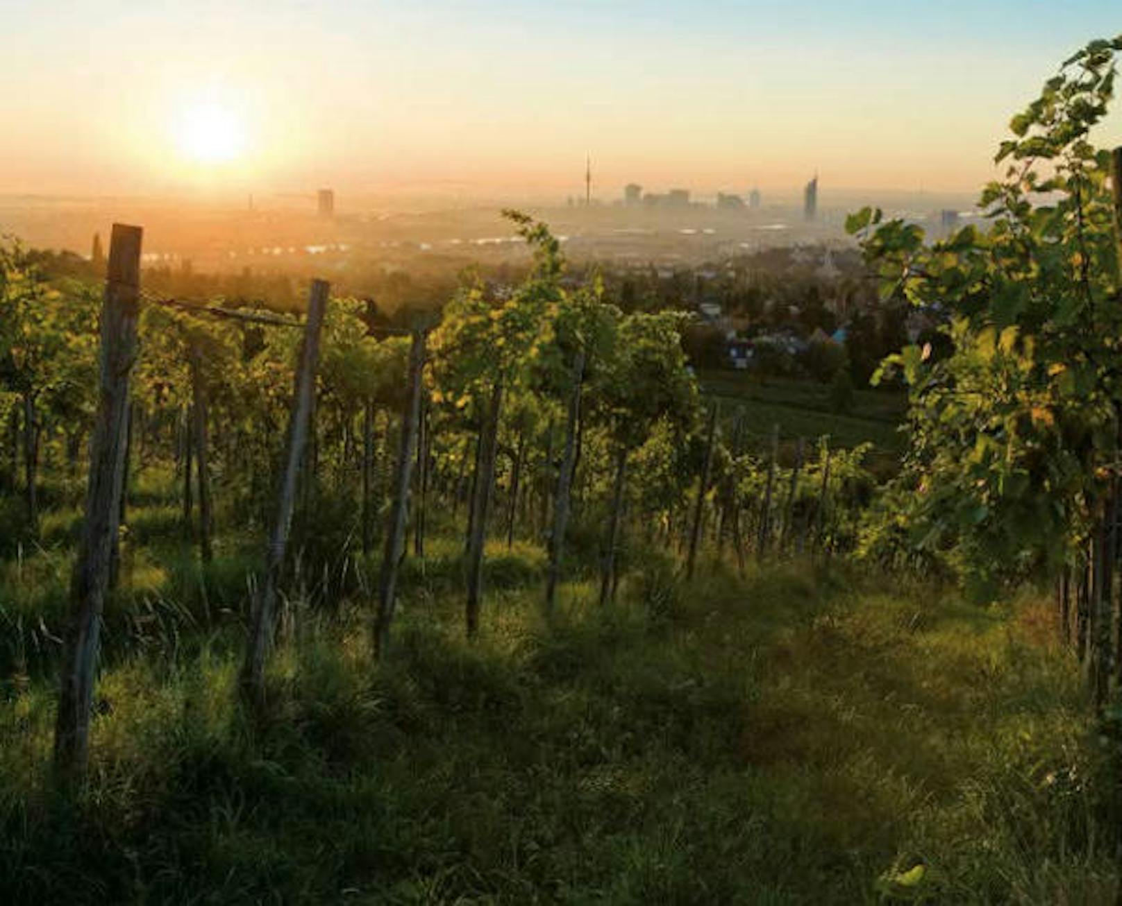 Einzigartig für eine Großstadt verfügt Wien über 700 Hektar Weinbaugebiet. 190 Winzer bewirtschaften die Weingärten von Kahlenberg, Nussberg, Bisamberg und Mauer - wo die Donau und der nahe Wienerwald ein ideales Kleinklima schaffen.