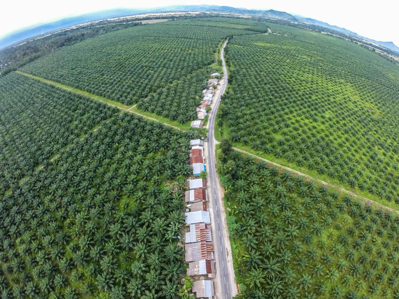 Was uns das Warten auf Weihnachten versüßen soll, hat verheerende Auswirkungen auf andere Regionen unseres Planeten.  In den Hauptanbaugebiete Indonesien und Malaysia werden riesige Flächen Regenwald vernichtet, um Platz für weitere Palmöl-Plantagen zu haben.