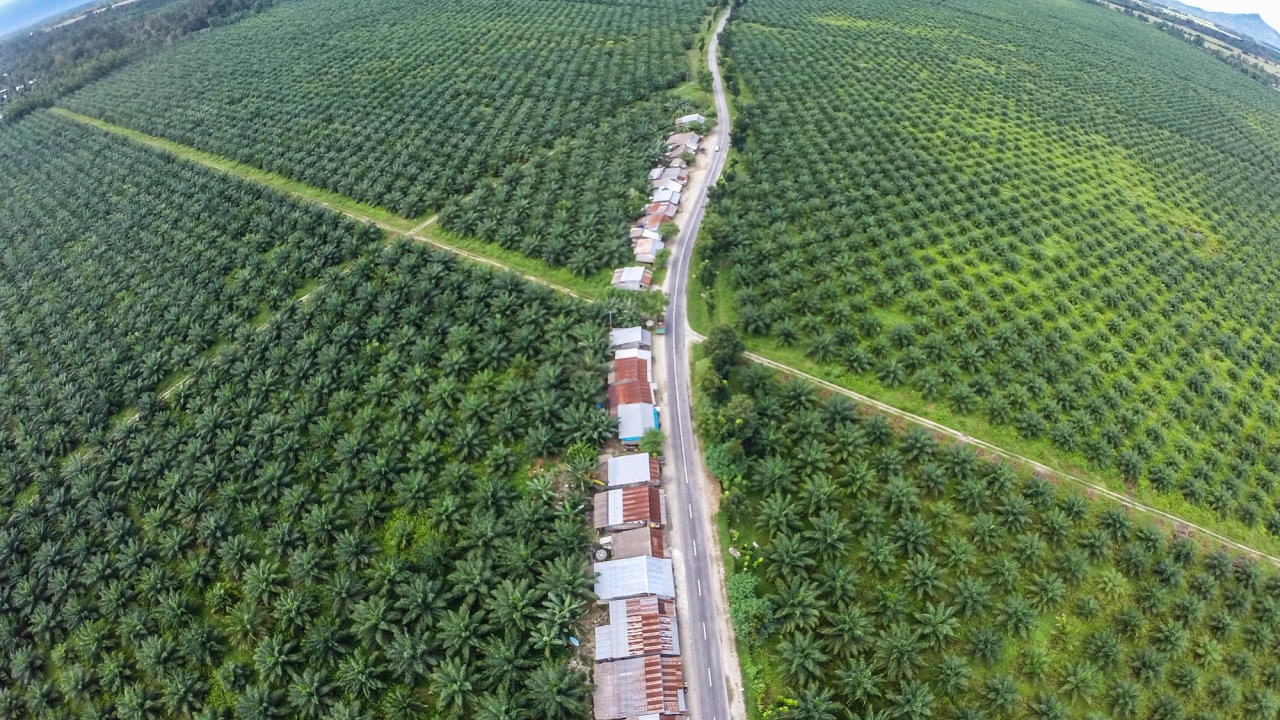 Best of böse: Palmölkulturen zerstören in Südostasien die Regenwälder.