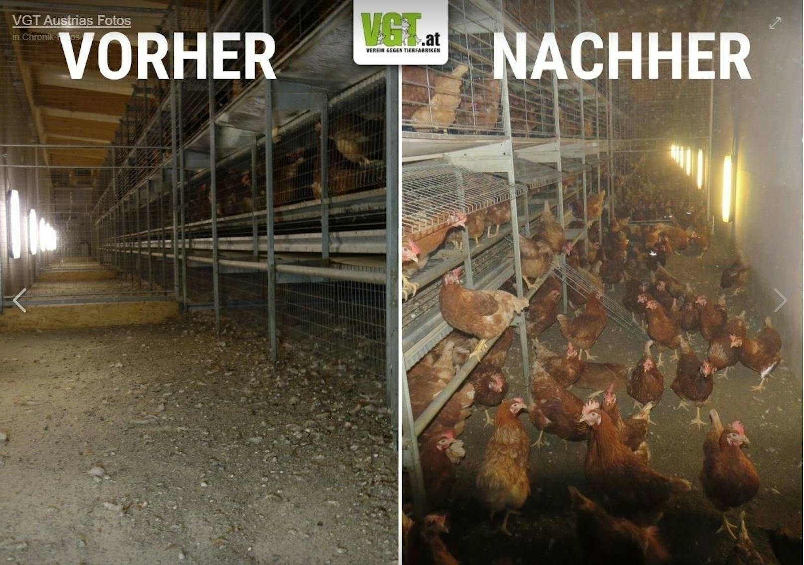 Zwei Tage nach der Aufdeckung musste der betroffene Bauer seine Hennen aus den Käfigen lassen.