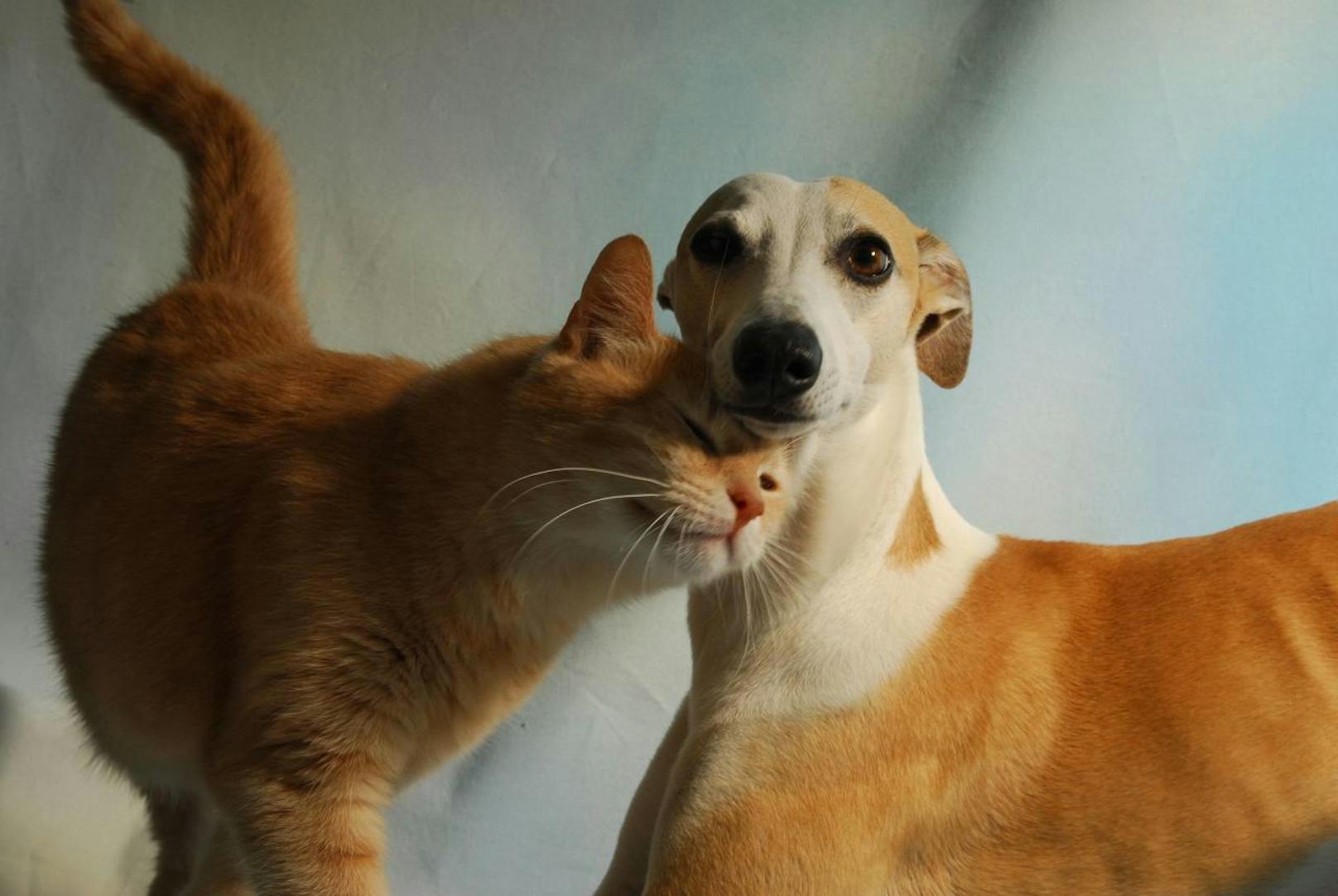 <b>Windhund liebt Katze.</b> Auch diese beiden Vierbeiner sind unzertrennlich.