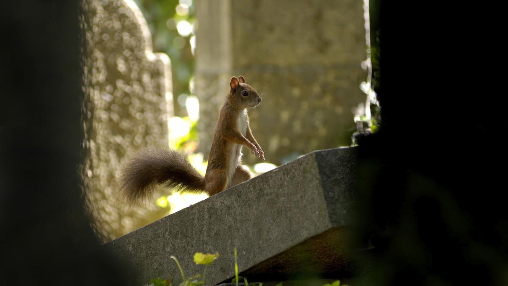 Eichhörnchen auf dem Wiener Zentralfriedhof.