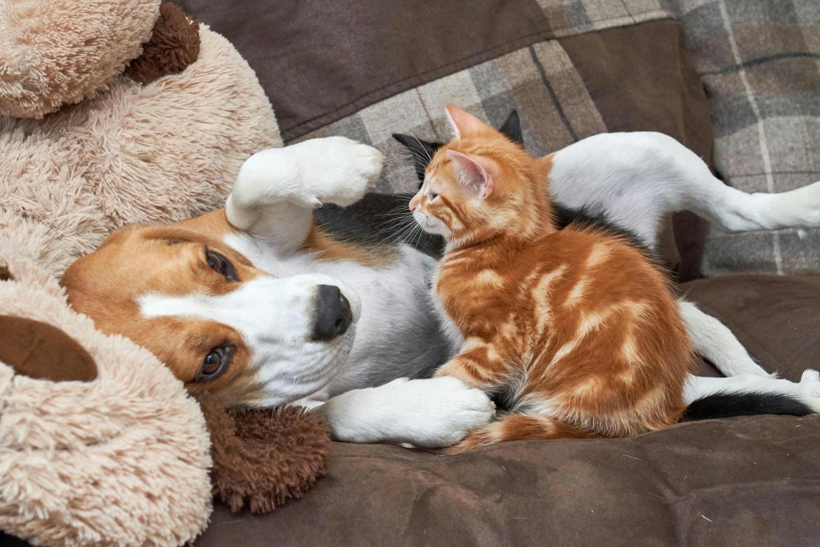 Tierfreundin Jane Whitton hatte wegen ihres Beagles Daisy zwar Bedenken, ob sie die beiden nach Hause bringen kann... Doch siehe da - die 9 Wochen jungen Kätzchen waren höchst willkommen.