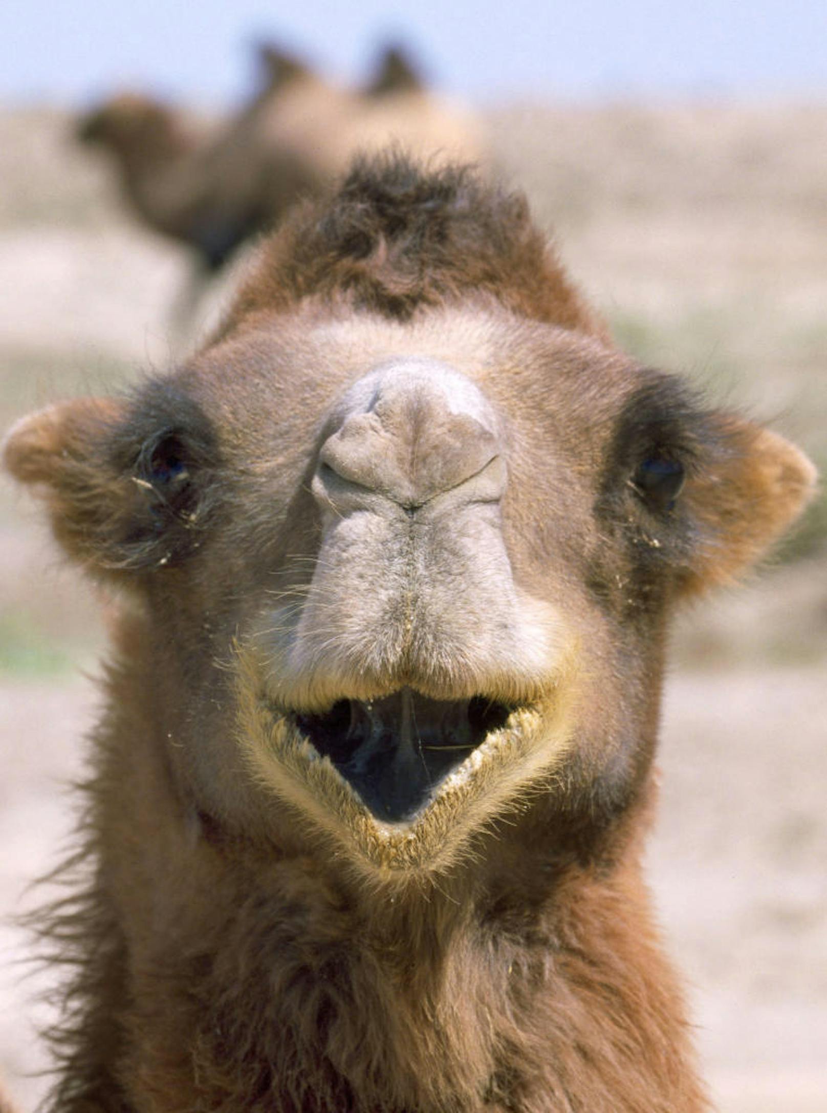 <b>Lachendes Kamel!</b> Dieses zweihöckrige Kamel grinst direkt in die Kamera.