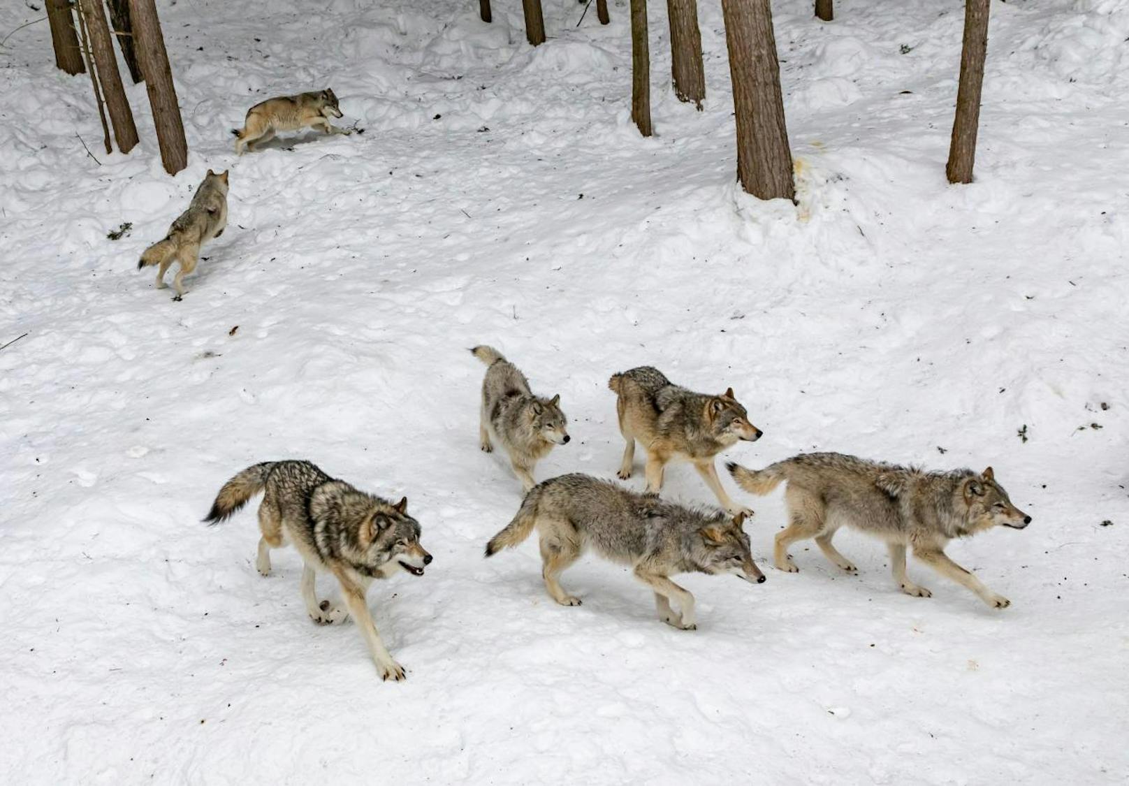 <b>Wolfsfakt 2: Nach der Bildung von Rudeln steigen die Wolfsdichten nicht weiter an.</b>
Wölfe bekämpfen rudelfremde Wölfe und regulieren sich so selber sehr effizient. Hat sich erstmal ein Rudel gebildet, verteidigt es sein Revier vor anderen Wölfen. Die Wolfsdichten bleiben daher gering, weil ein Rudel (4-6 Tiere) etwa 250 Quadratkilometer beansprucht. (Circa 35 Fußballfelder).
<b>Bejagung kann zur verstärkten Vermehrung führen und den Druck auf Weidetiere sogar erhöhen. </b>Wolfsfreie Zonen sind weder gesetzlich möglich, noch biologisch sinnvoll oder praktikabel.