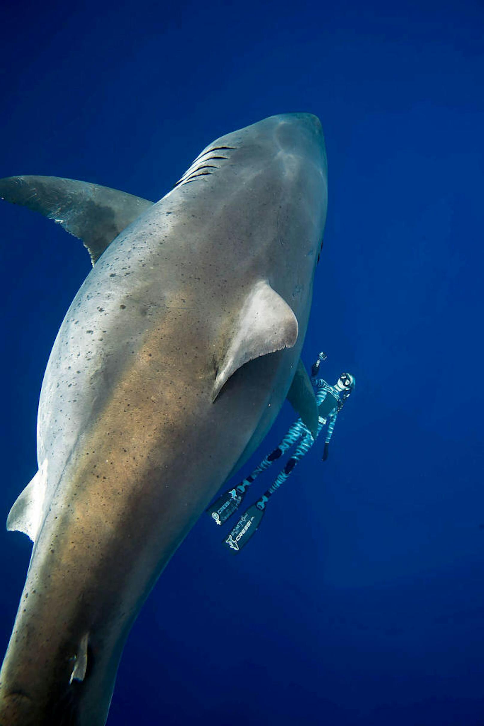 Der Weiße Hai sei "erschreckend breit" und womöglich schwanger gewesen, sagte sie.
