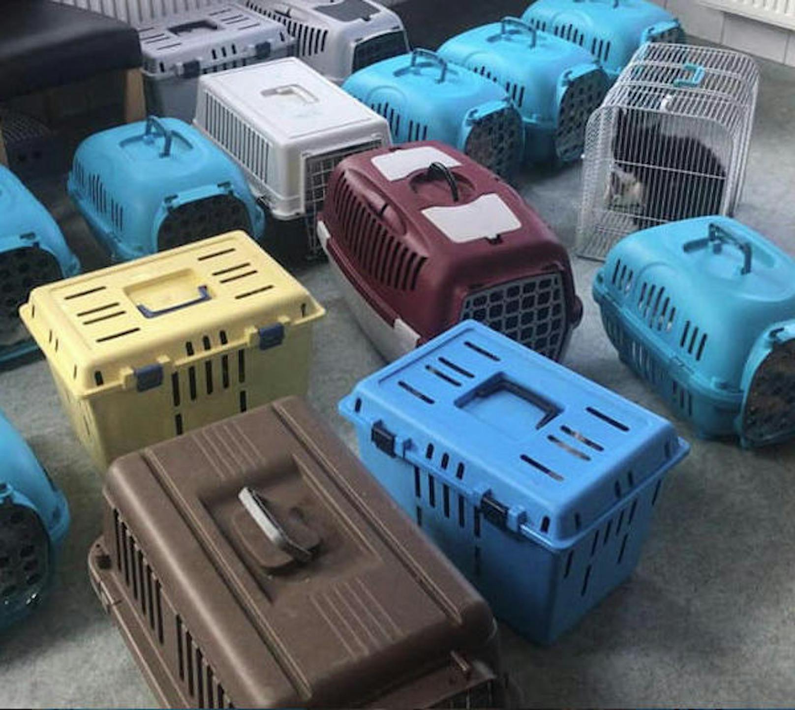 Die Tiere wurden jeweils zu zweit in Boxen auf dem Rücksitz und im Kofferraum transportiert.