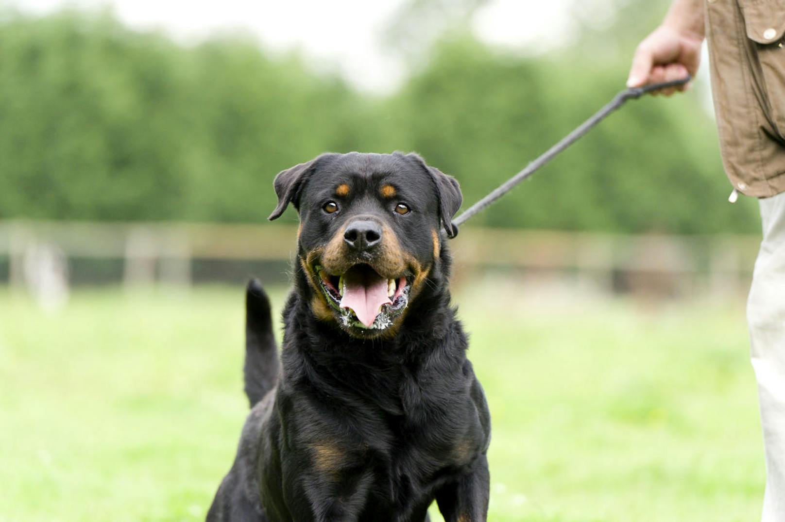 Neben dem Veterinäramt und dem Tierschutz waren auch Betreiber von Tierklinik und Tierheim in der Kommission vertreten. Medienberichten zufolge soll der Rottweiler seinen Besitzer in der Vergangenheit schon mehrfach angegriffen haben.