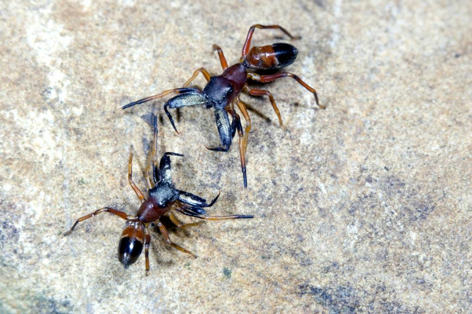 Zwei Ameisenspringspinnen im Kampf