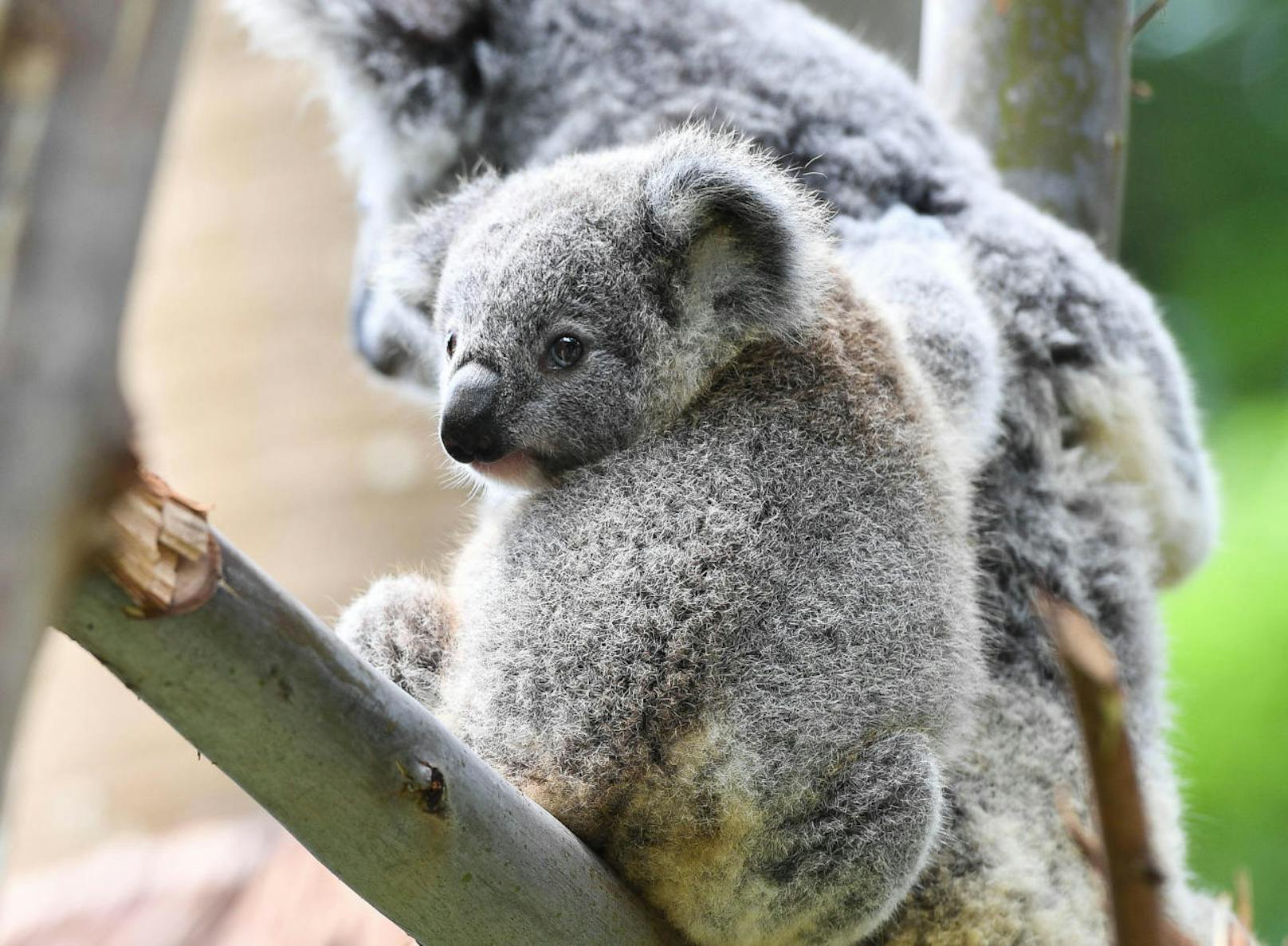Koalas zählen neben Kängurus zu den bekanntesten Tieren in Australien. Die Tiere leben vor allem in Bäumen und bewegen sich dort nur selten.