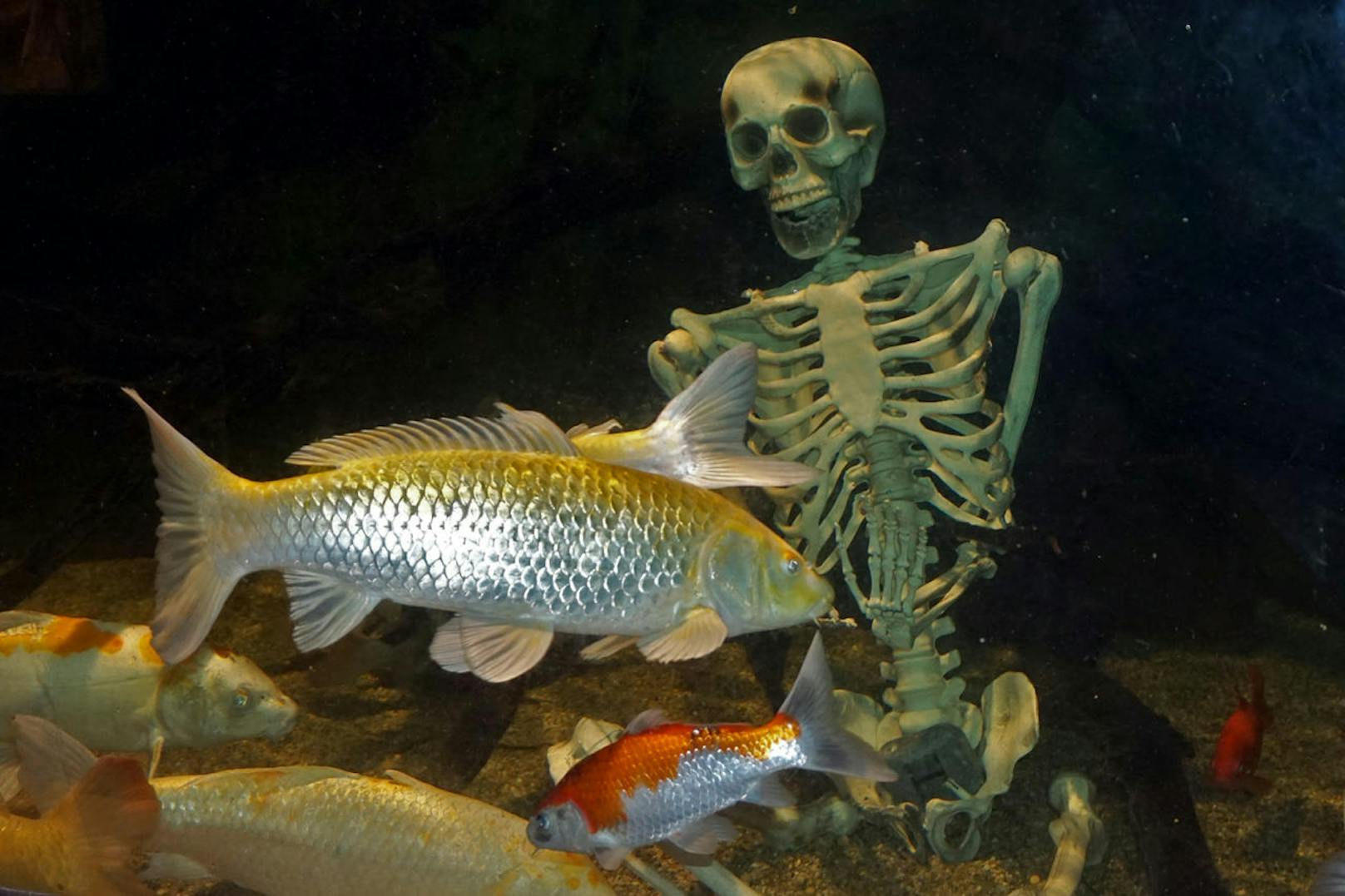 Am 31. Oktober wird im Wiener Haus des Meeres Halloween gefeiert. Auf die Besucher wartet ein krabbelndes und "bissiges" Programm mit Fauchschaben, Haien und Co.