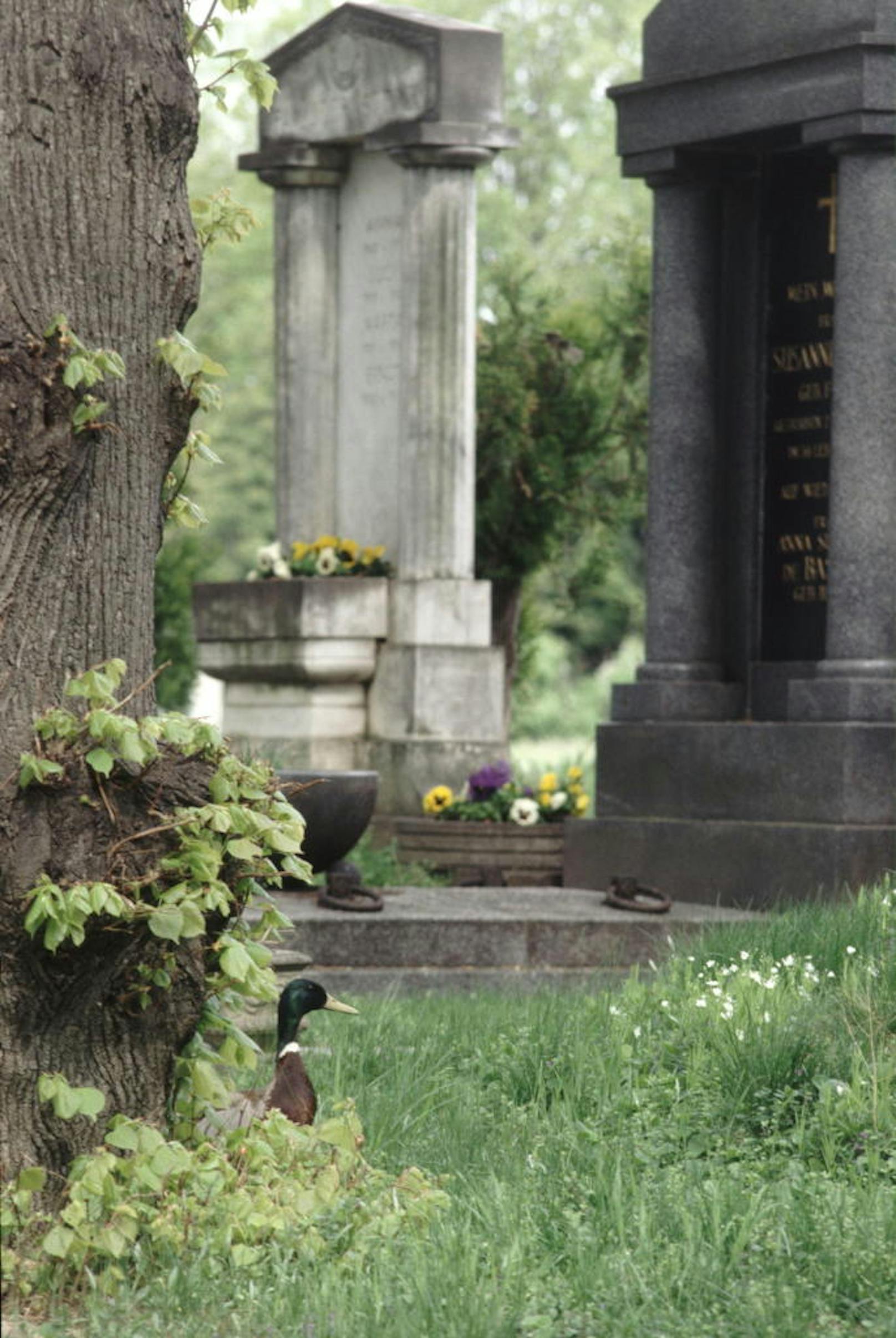 Stockente zwischen Grabsteinen am Wiener Zentralfriedhof.