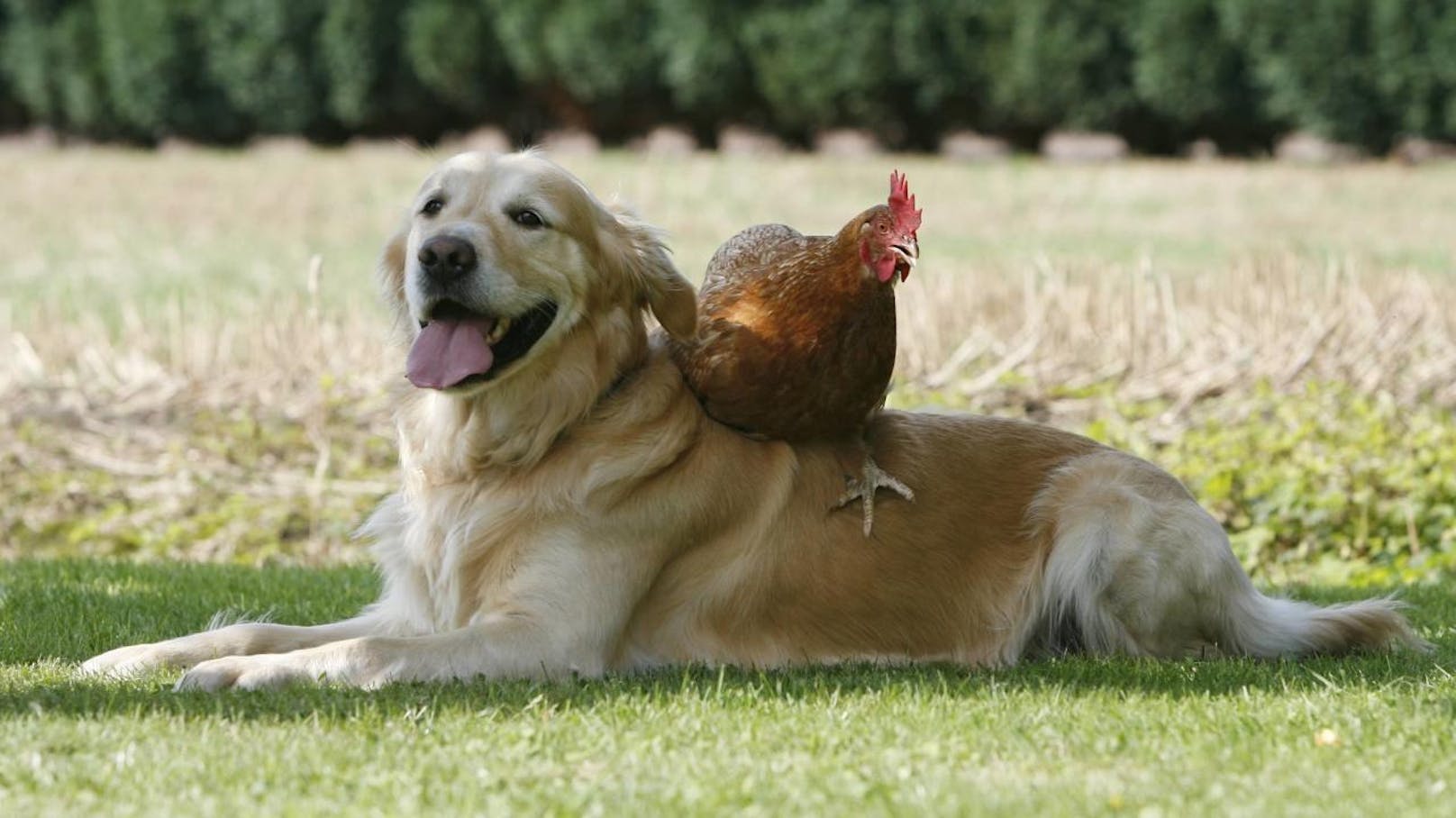 <b>Gretel, das Huhn, glaubt, es ist ein Hund!</b> Hier ist Gretel mit ihrem vierbeinigen Kumpel.
