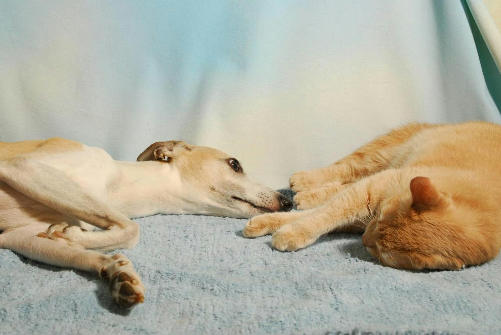 <b>Windhund liebt Katze.</b>