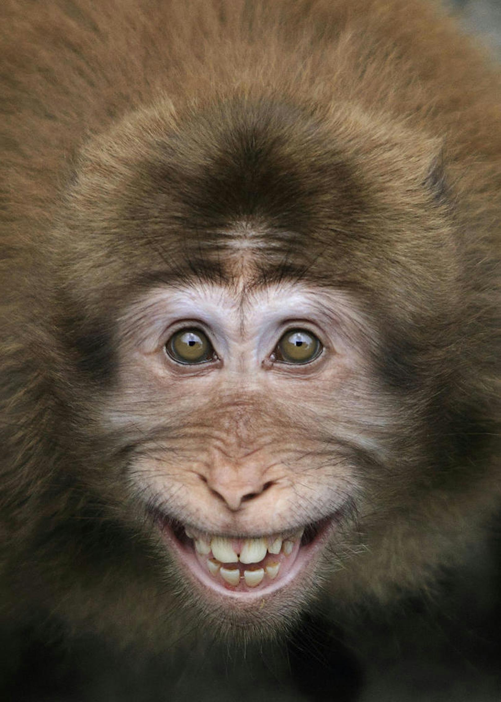 <b>Makake lächelt direkt in Kamera!</b> Aufgenommen in China.