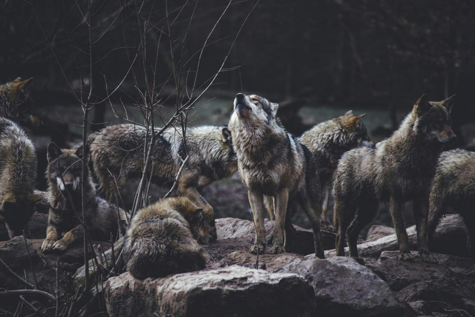<b>Wolfsfakt 1: In Österreich leben drei Wolfsrudel.</b>
Es gibt zurzeit drei Rudel in Österreich. Seit 2016 eines im Truppenübungsplatz Allentsteig (NÖ). Seit 2018 zwei weitere im Grenzgebiet zu Tschechien. Das macht samt Durchzüglern etwa <b>25 Wölfe.</b> 
<b>Info</b>: Ein Rudel besteht aus vier bis sechs Tieren.