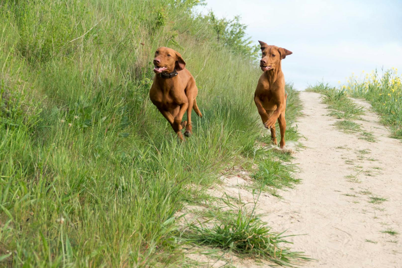 Wichtig für Hundebesitzer: Zwischen Mai und September ist das Betreten der Strände mit Hunden meist untersagt. Alternativ gibt es Hundestrände, oft auch mit Leinenzwang.
