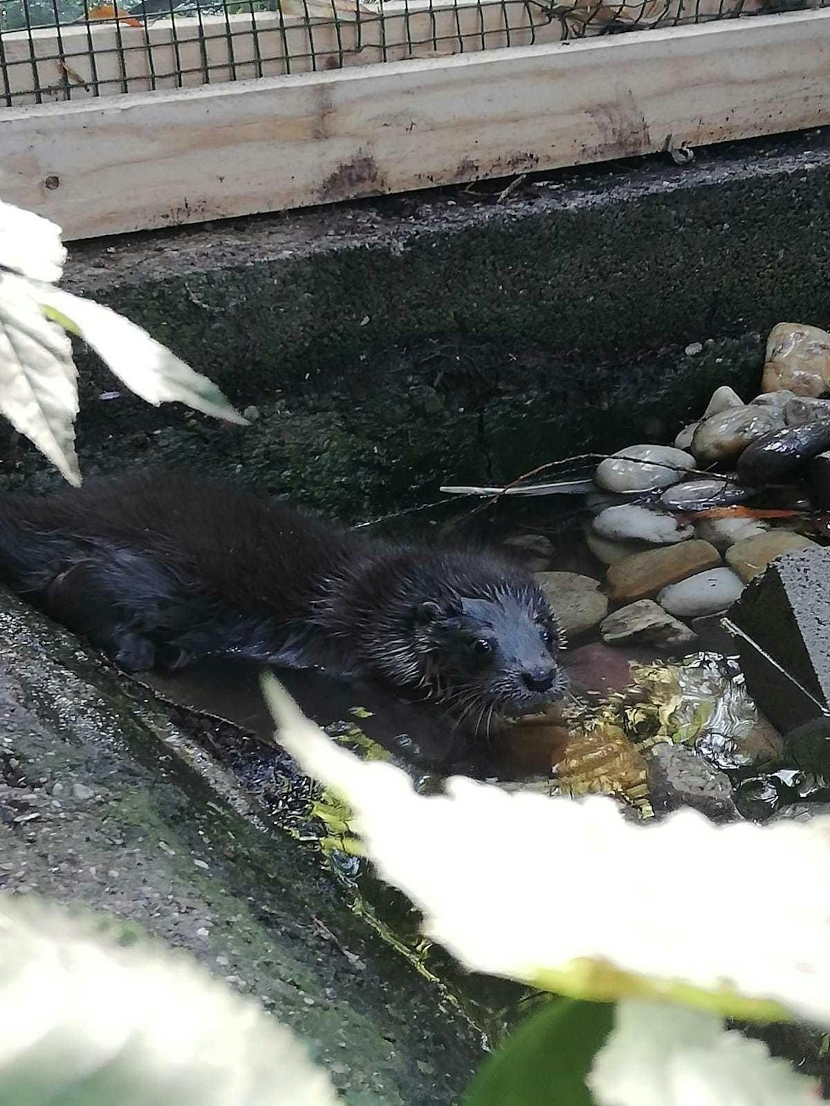 Er hat die Lust fürs Schwimmen wieder entdeckt. Baby-Otter "Oscar" wurde wieder in die Freiheit entlassen. 