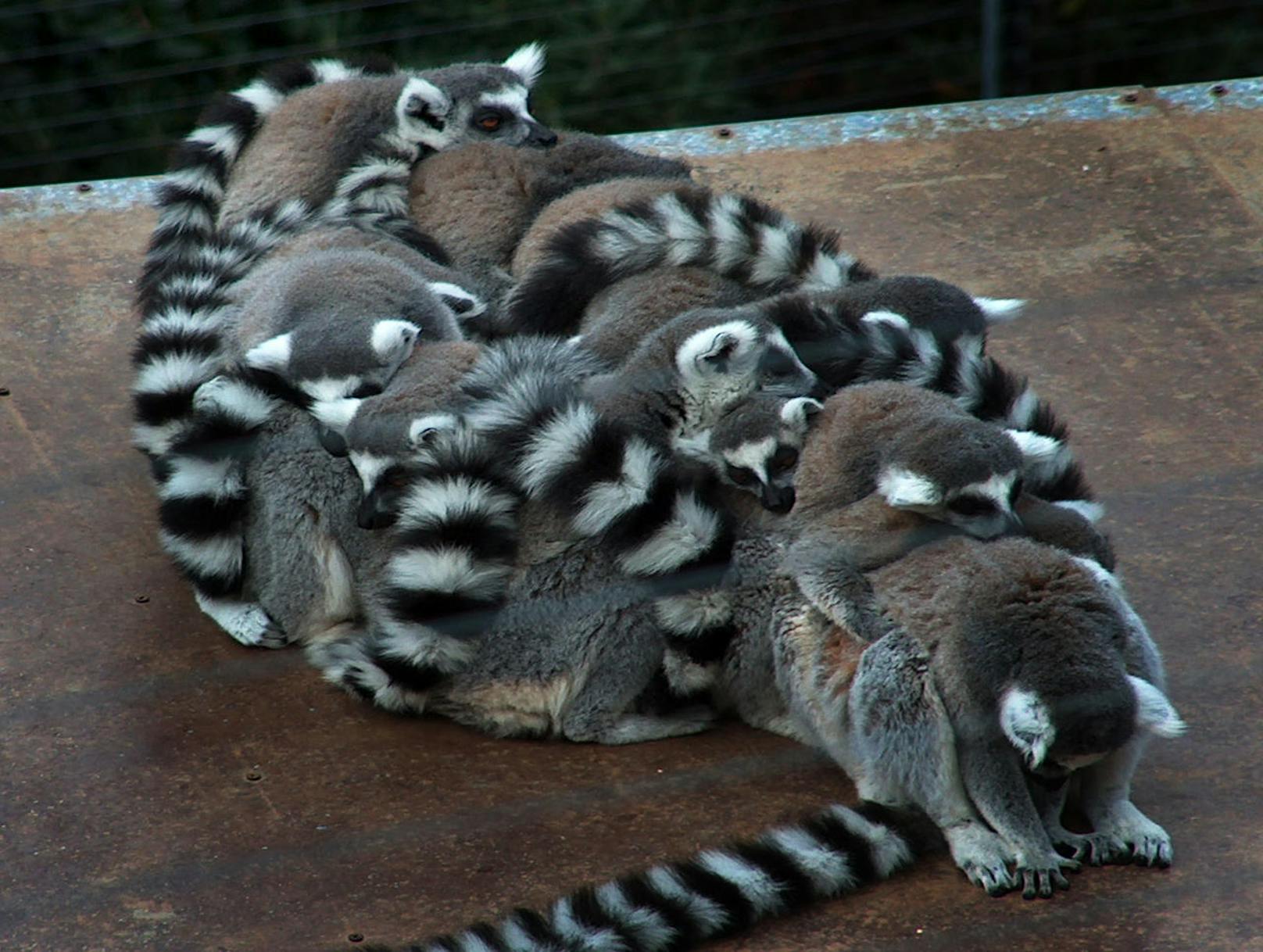 <b>Schlafende Lemuren!</b> Es ist nicht so einfach, sich über den Winter warm zu halten - aber mit einer großen Familie geht das. Um warm zu bleiben, drängte sich der eng verbundene Haufen auf einem Tisch zusammen und schlummerte langsam ein.