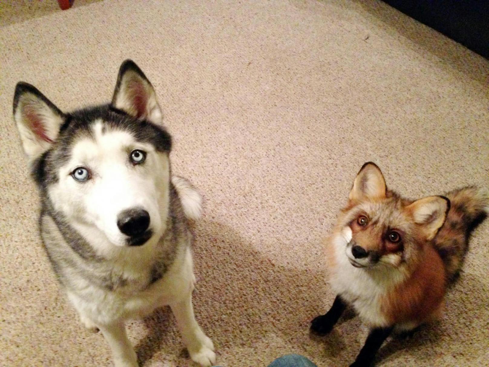 <b>Husky adoptiert Fuchs!</b> Liebe auf den ersten Blick. Rotfuchs Teagan und Husky-Hündin Cora sind ziemlich beste Freunde.