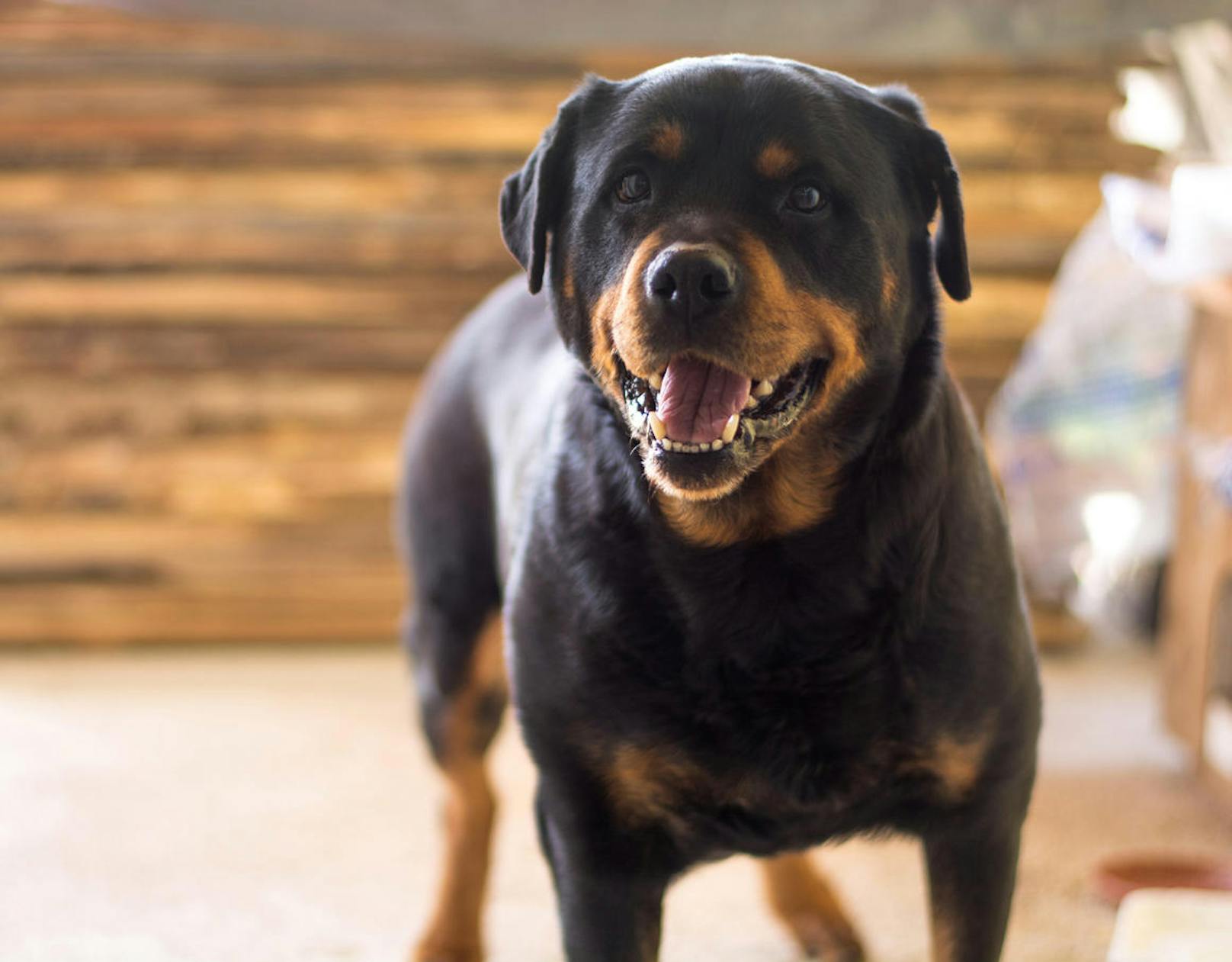 Eine Ethikkommission hatte den Rottweiler zuvor ausführlich begutachtet und entschieden, dass das Tier eingeschläfert werden muss.