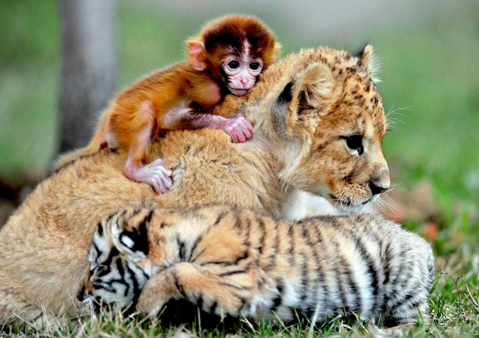 <b>Süßes Dreierpack!</b> Affenbaby, Tigerbaby und Löwenbaby kuscheln miteinander. Spotted im "Kindergarten" eines Zoos in Shenyang (China).