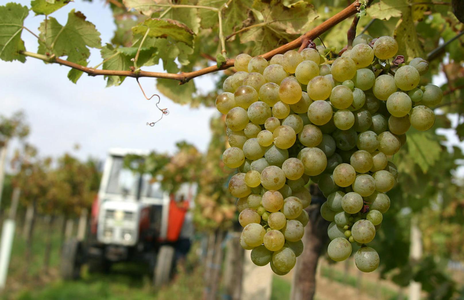 Das Klima bedroht die heimischen Weißwein-Trauben.