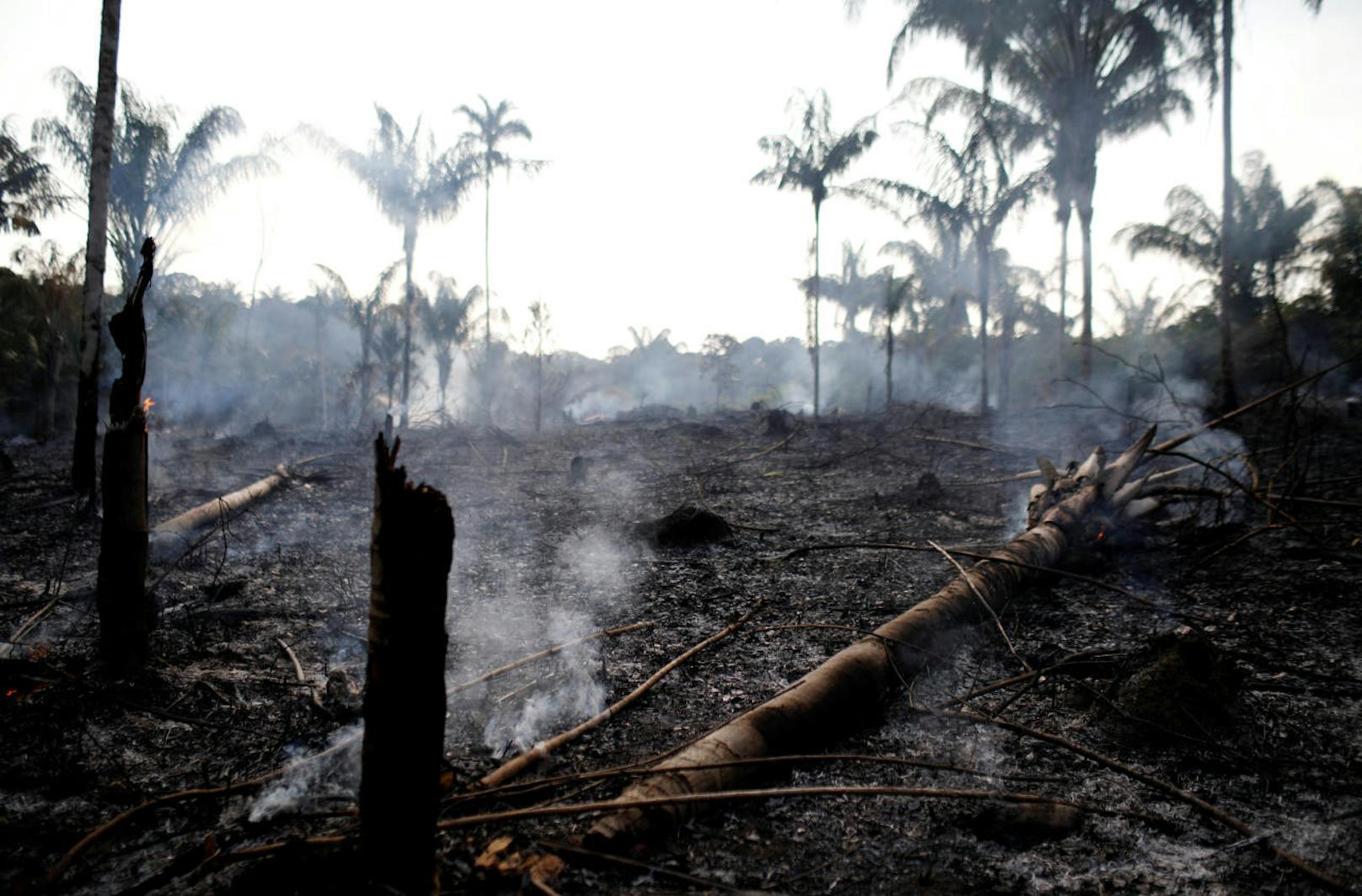 Hunderte Quadratkilometer an Regenwald wurden vernichtet.