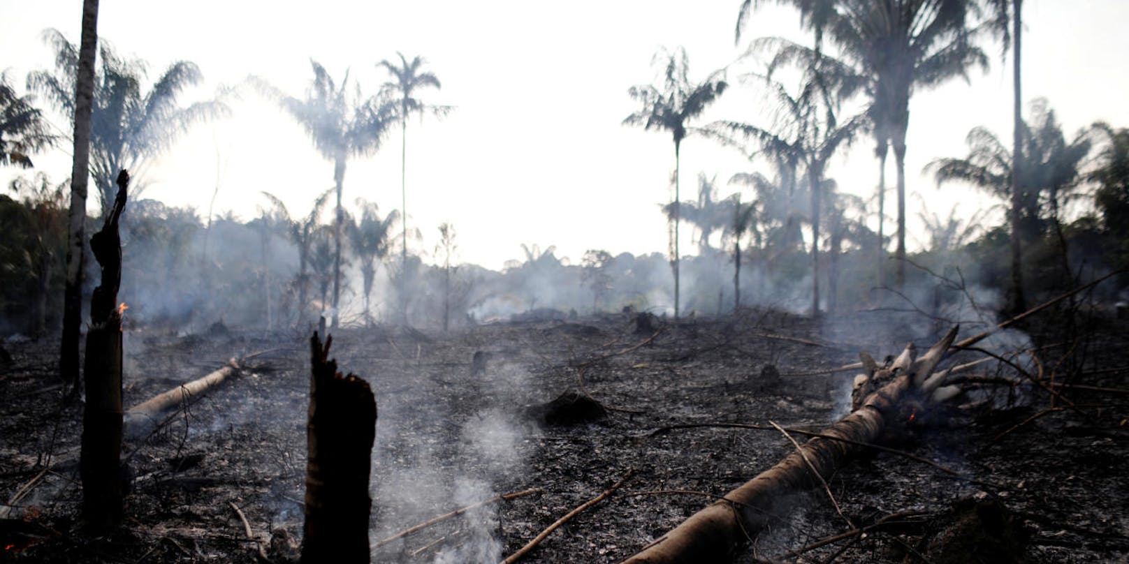 Hunderte Quadratkilometer an Regenwald wurden durch Brandrodung bereits vernichtet. <br>