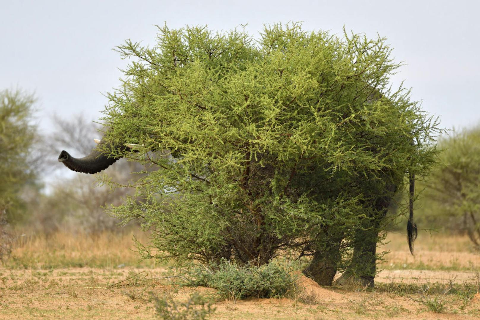 Elefant versteckt sich hinter Baum.