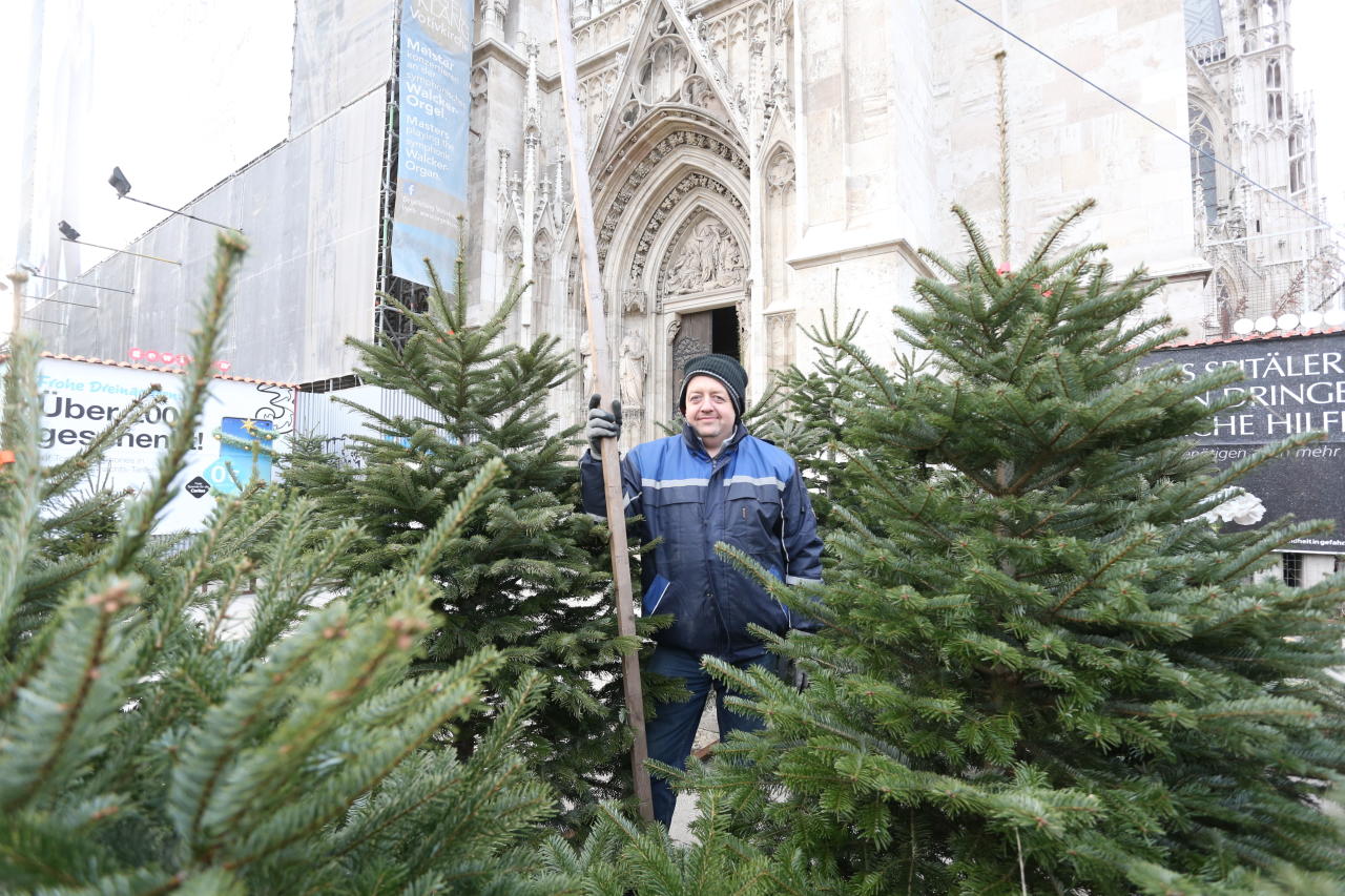 Markus Unterberger (47) verkauft vor der Votivkirche im Alsergrund Christbäume.