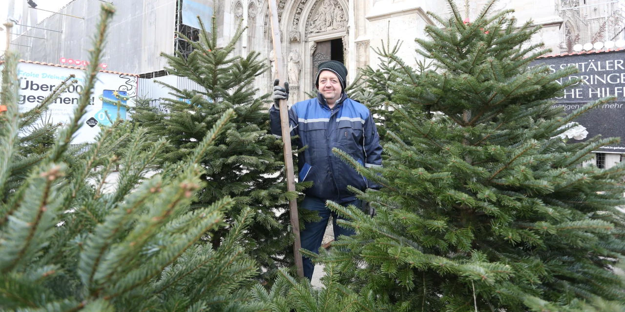 Seit 1. Dezember verkauft Markus Unterberger (47) vor der Votivkirche im Alsergrund Christbäume.